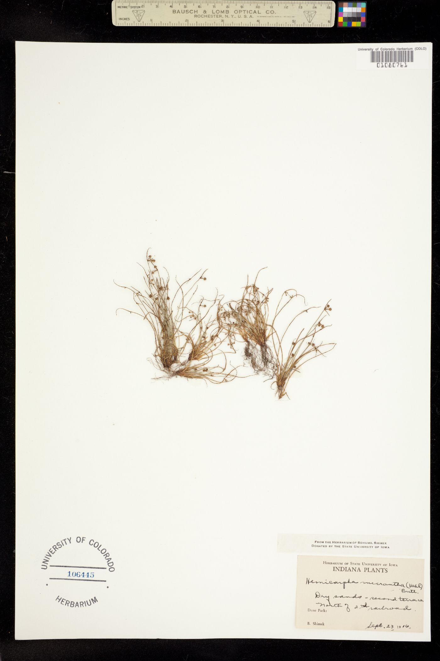 Lipocarpha micrantha image