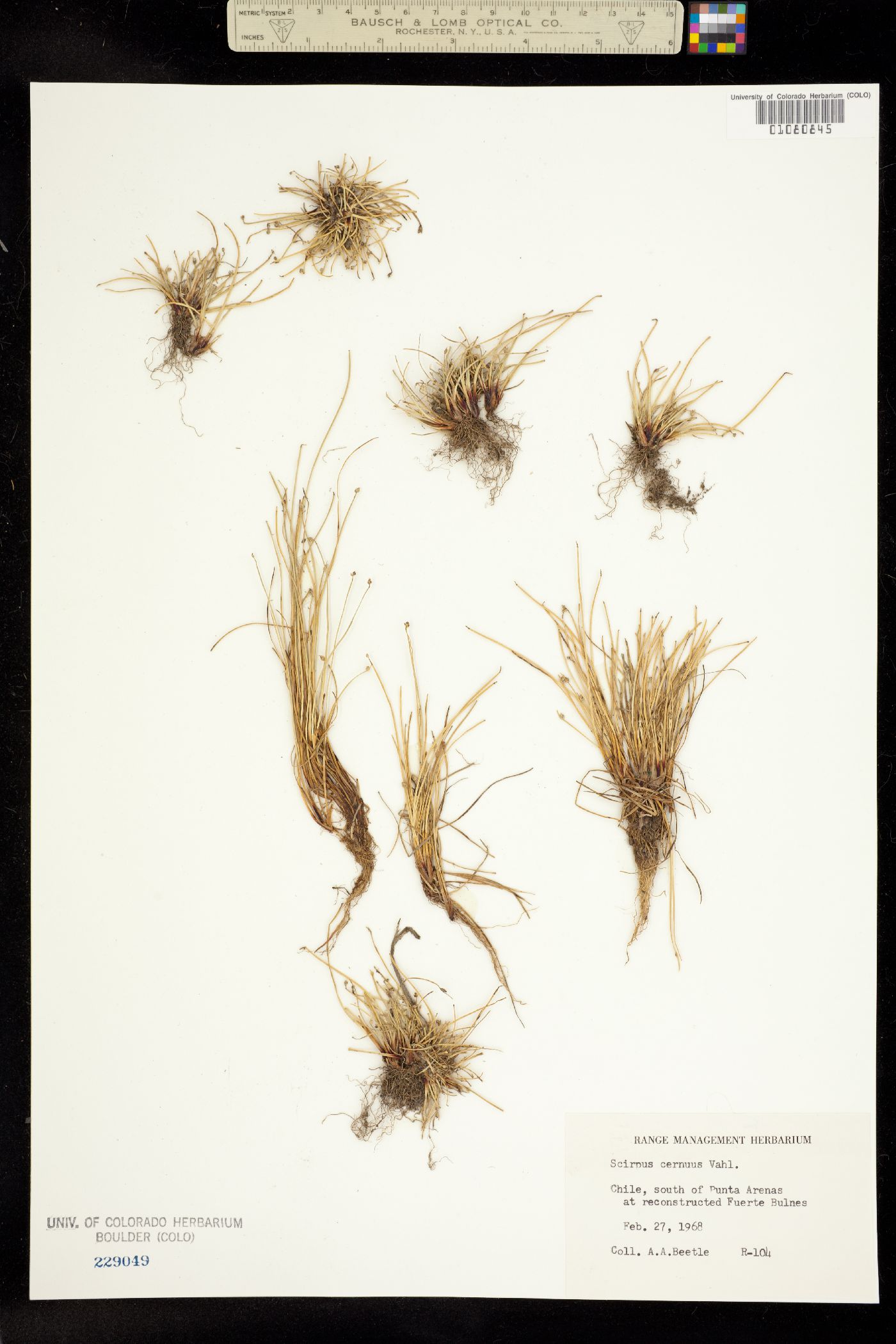 Isolepis cernua image