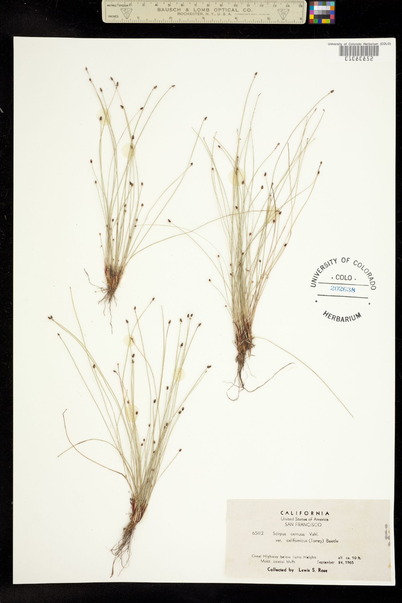 Isolepis cernua image