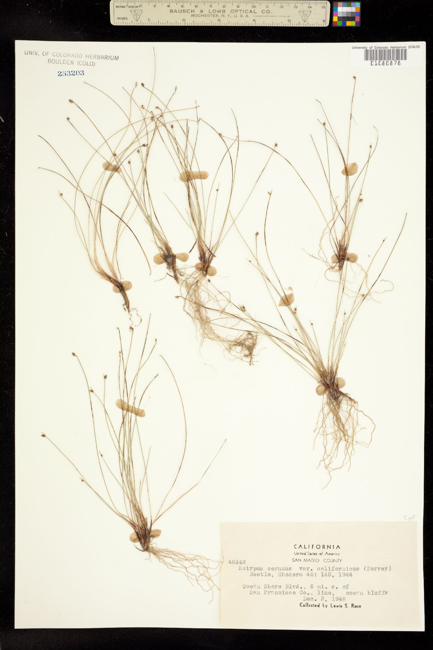 Isolepis cernua image