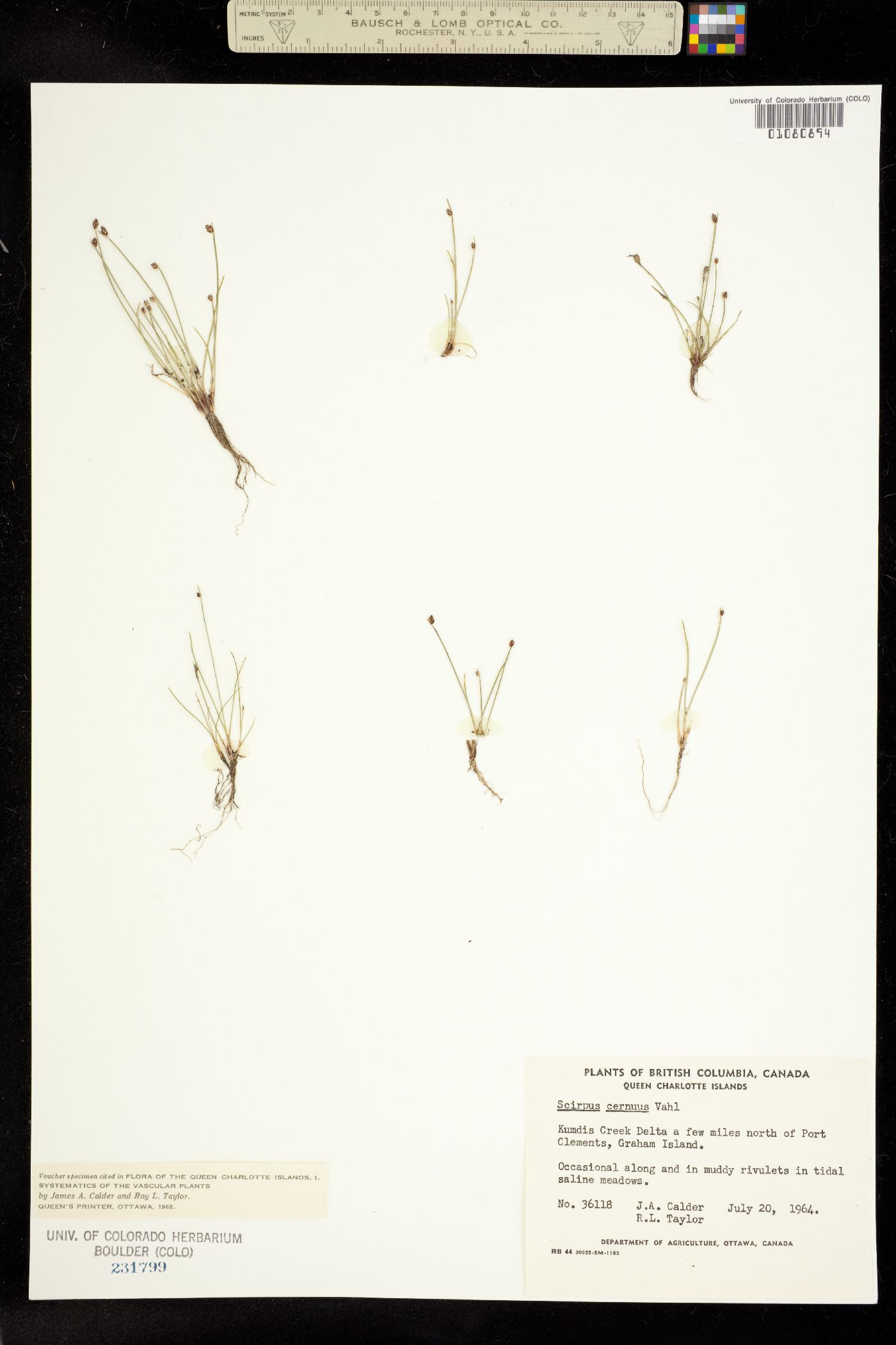 Isolepis cernua image