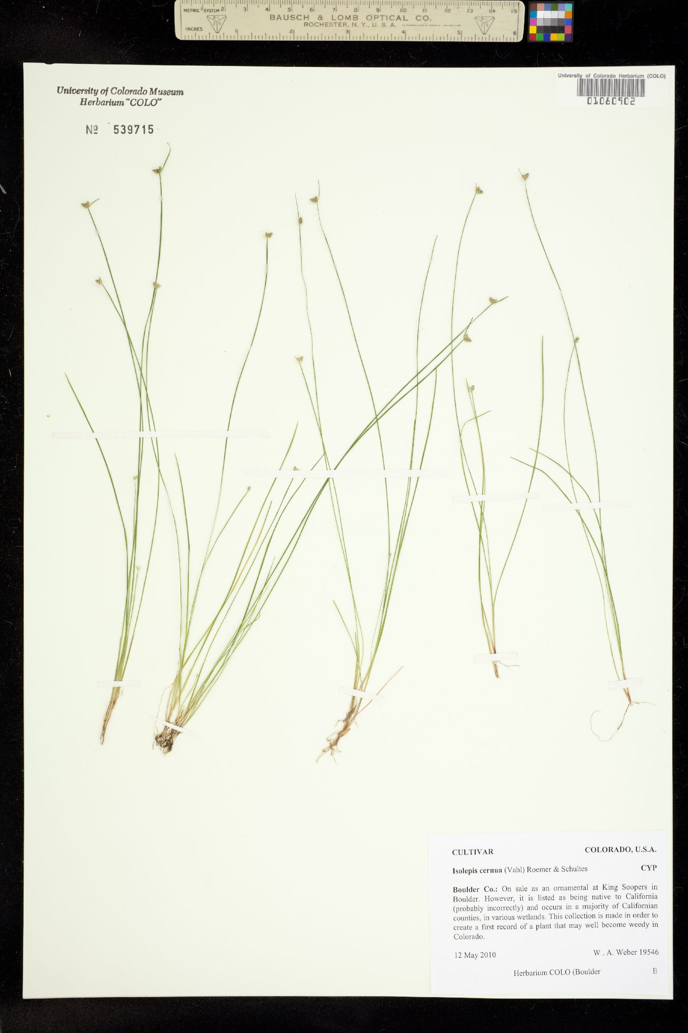 Isolepis cernua image