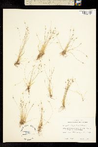 Isolepis koilolepis image