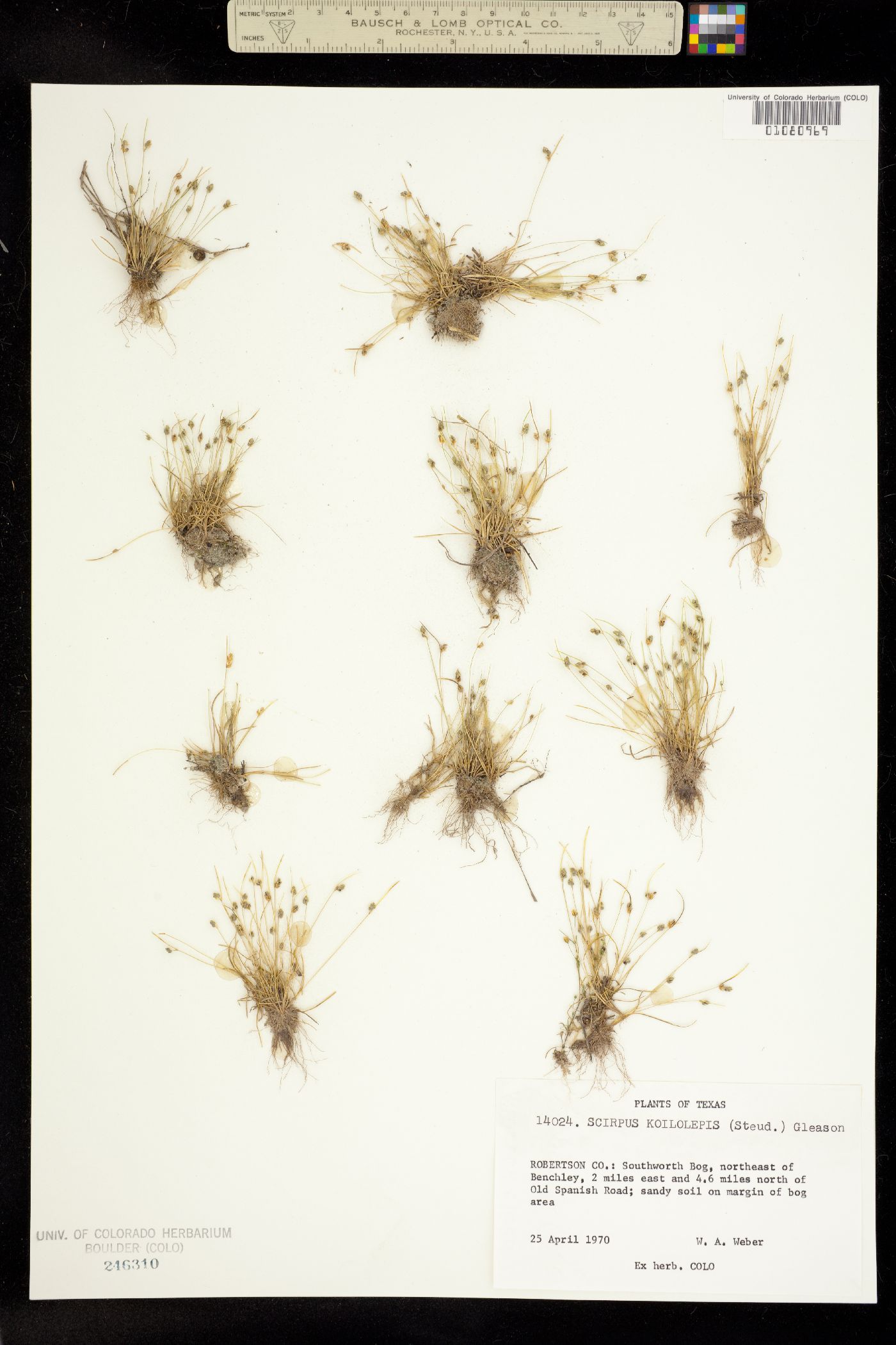 Isolepis image