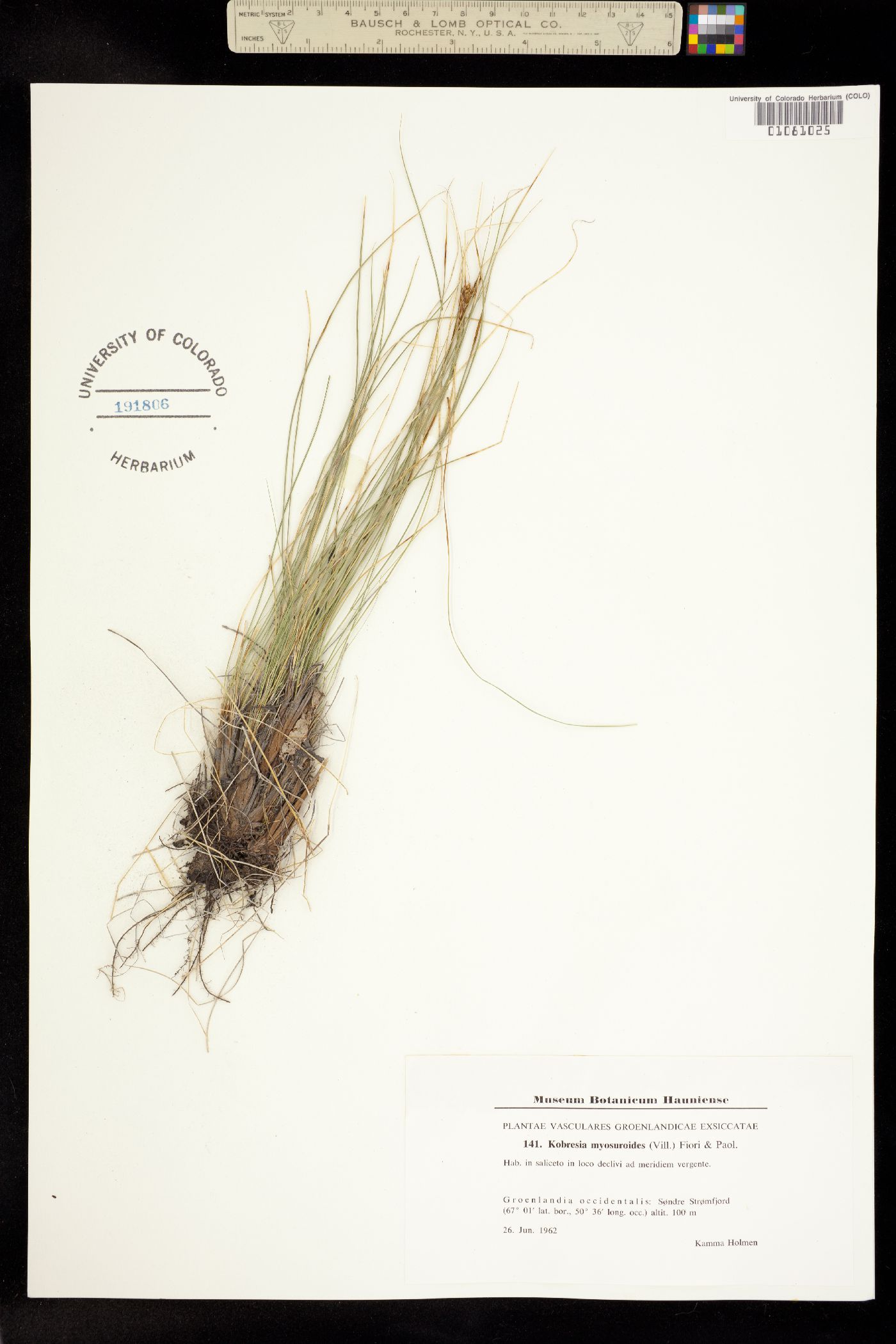 Kobresia myosuroides image