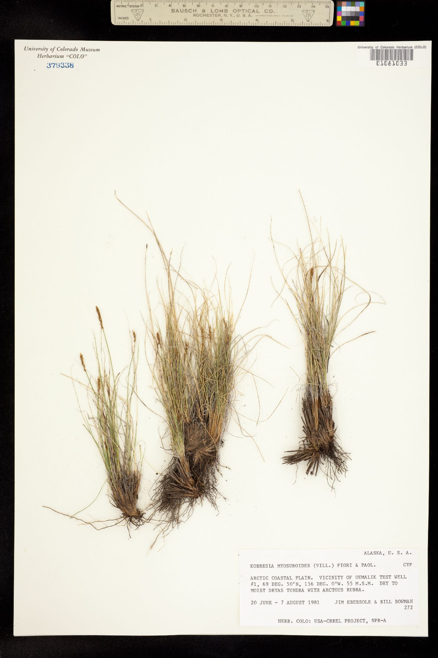 Kobresia image