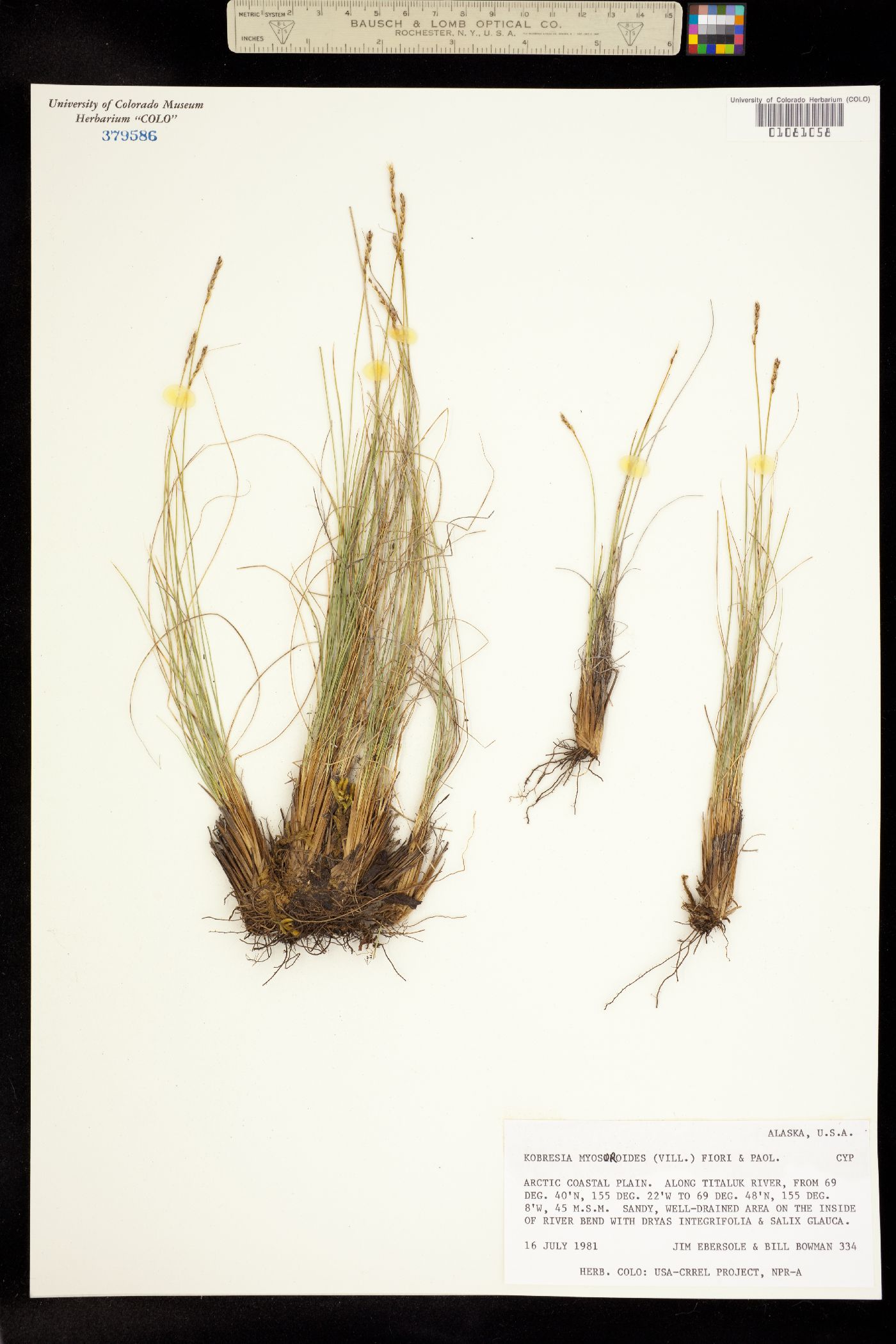Kobresia myosuroides image