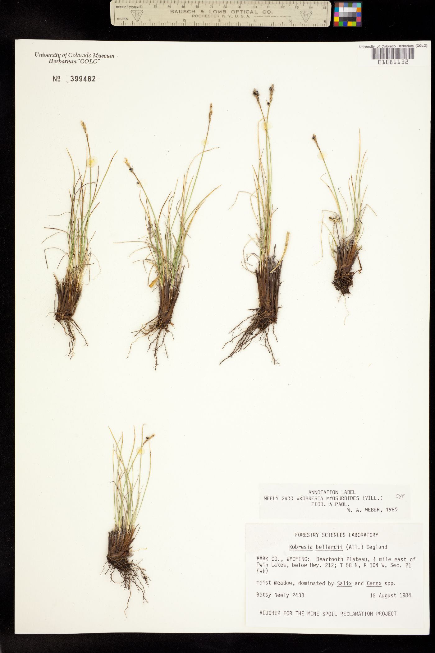 Kobresia myosuroides image