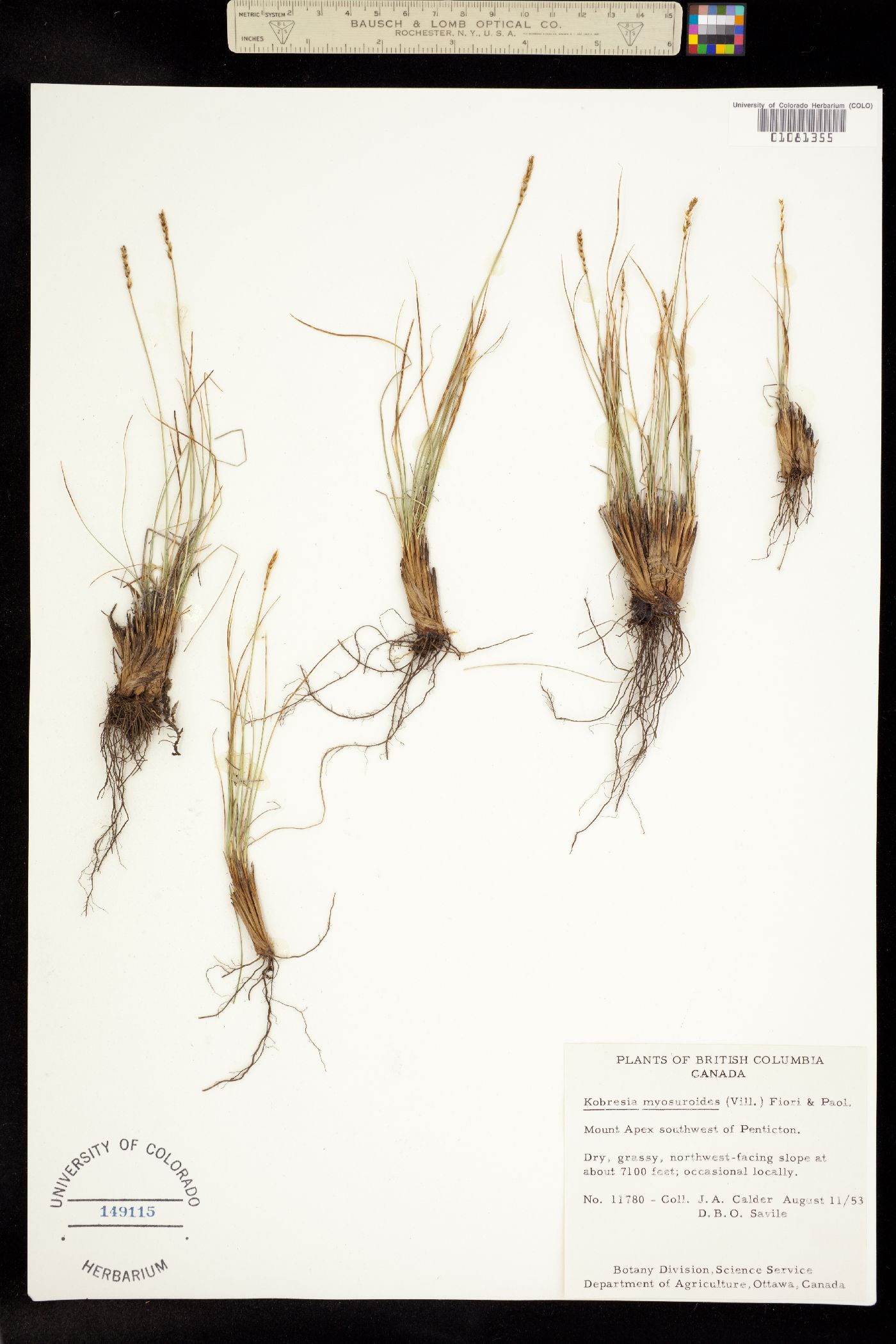 Kobresia image