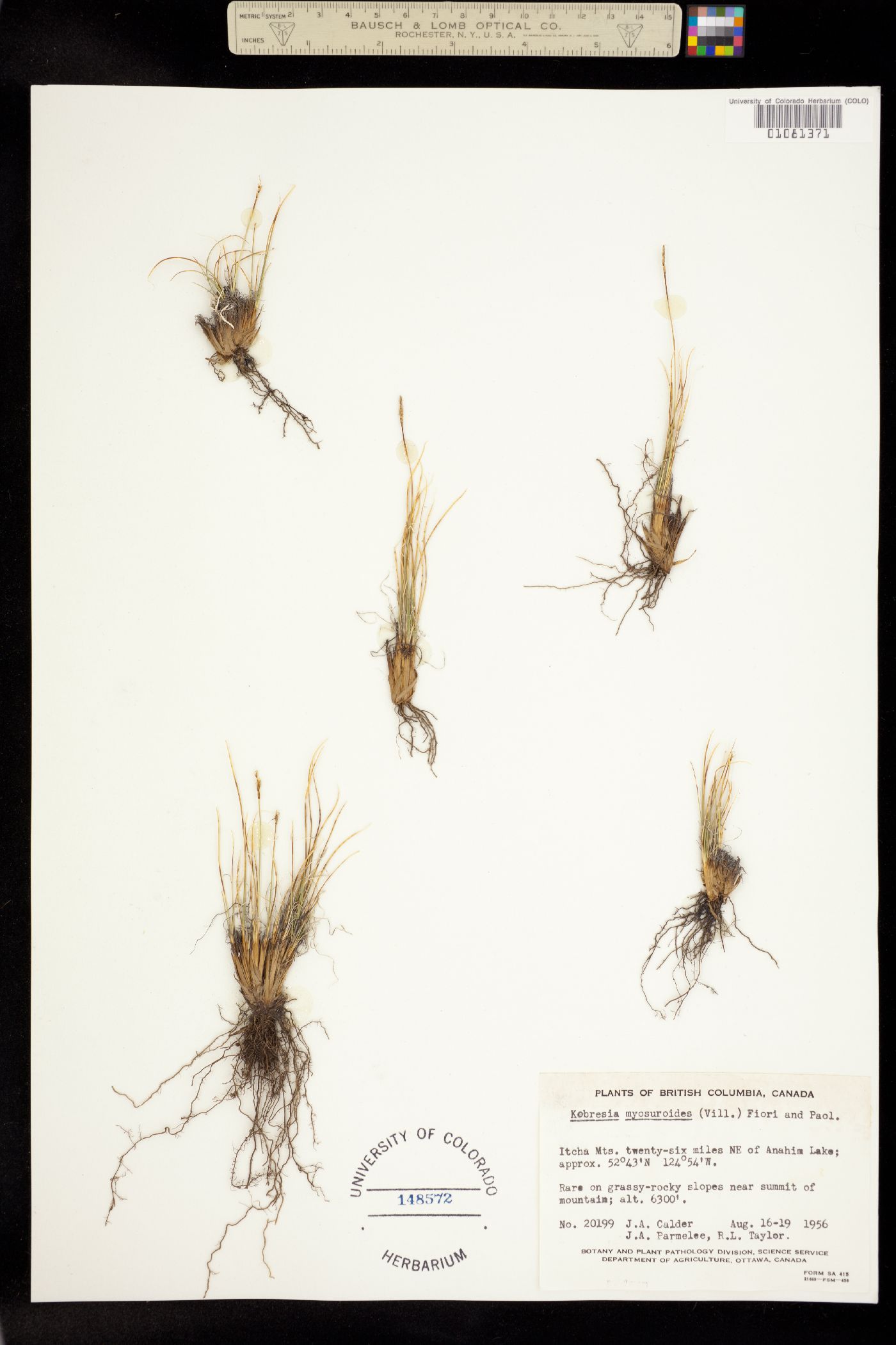 Kobresia myosuroides image
