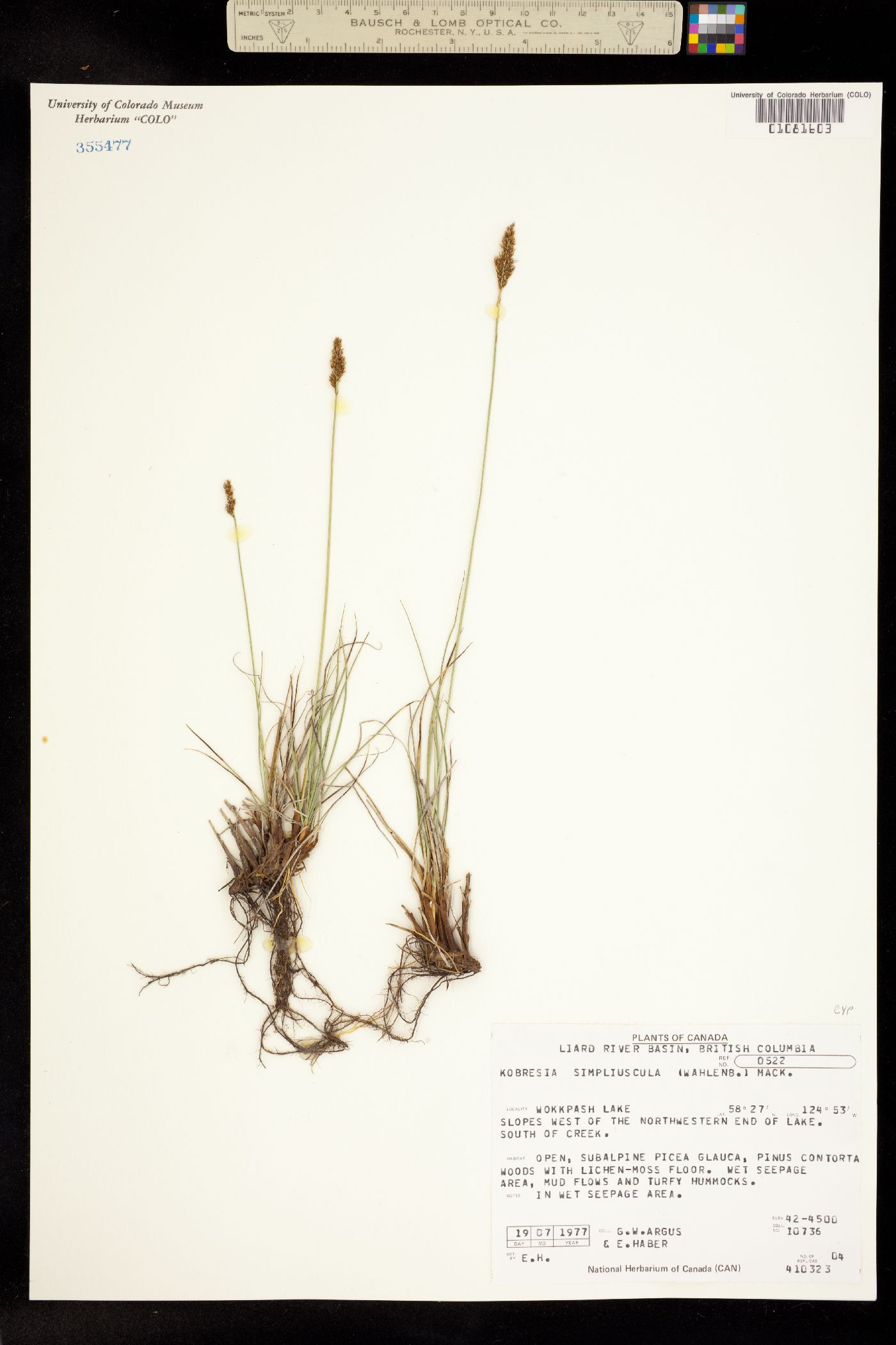 Kobresia simpliciuscula image