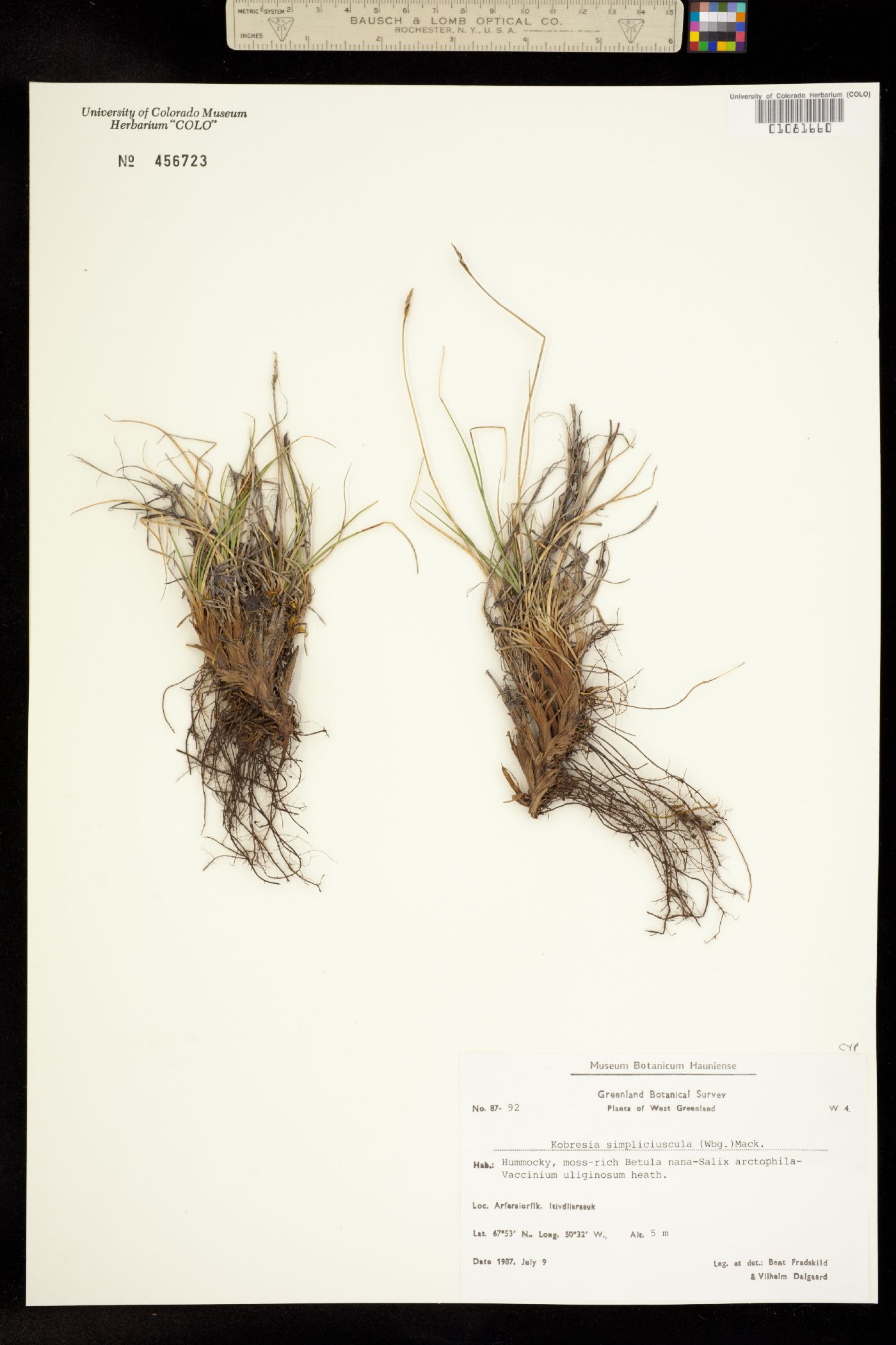 Kobresia simpliciuscula image