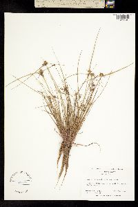 Image of Lipocarpha maculata