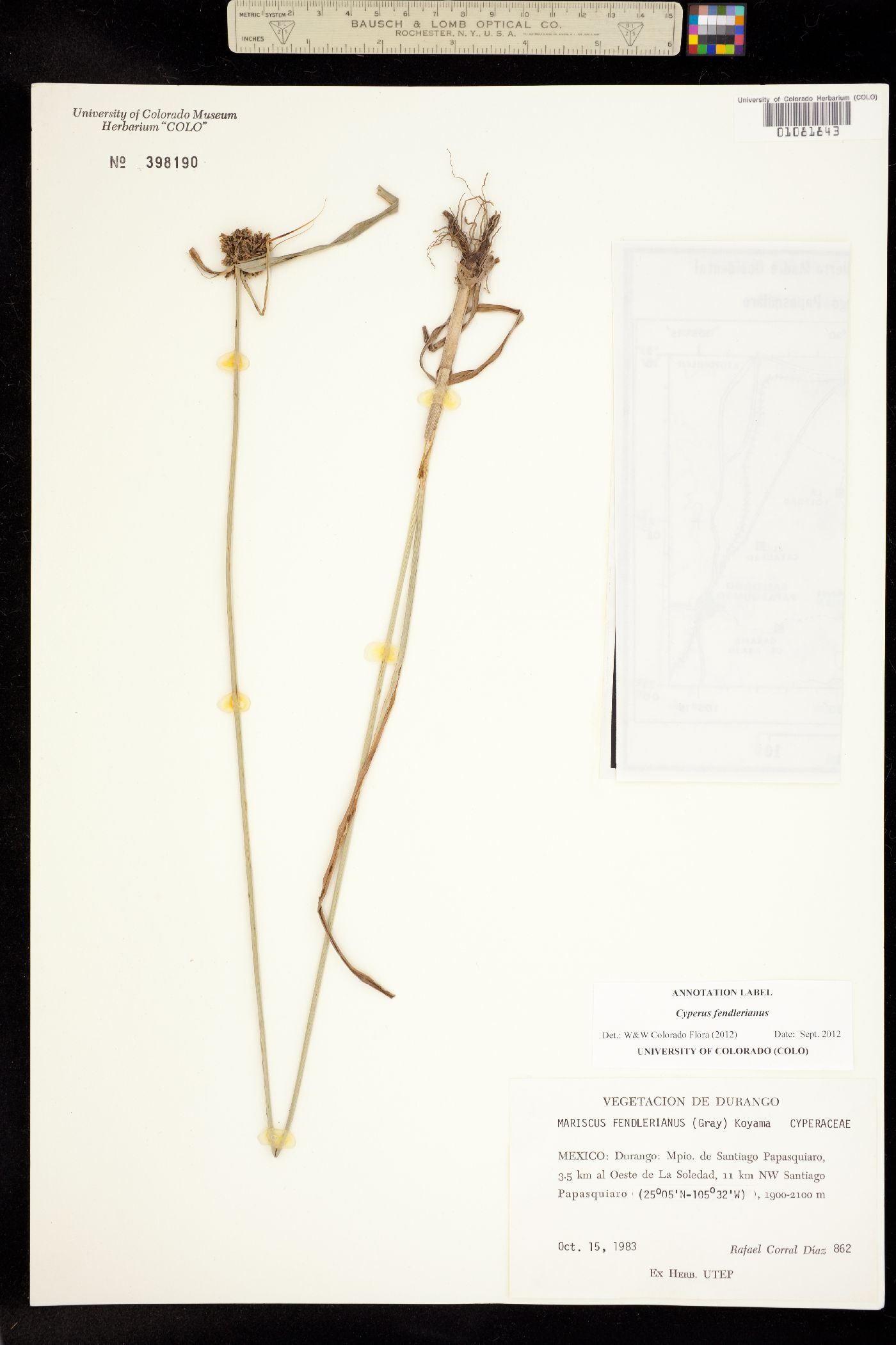 Cyperus image