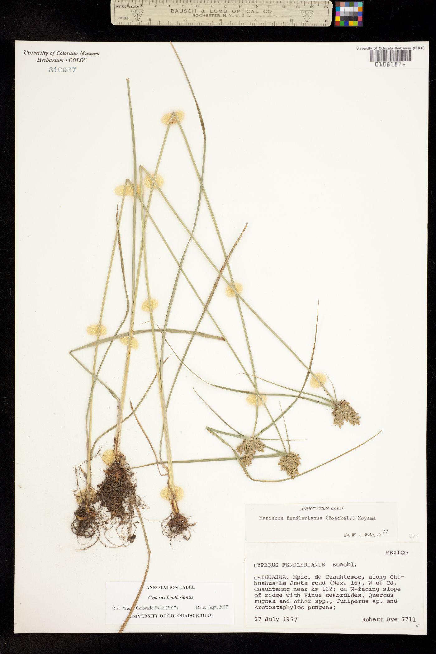 Cyperus fendlerianus image