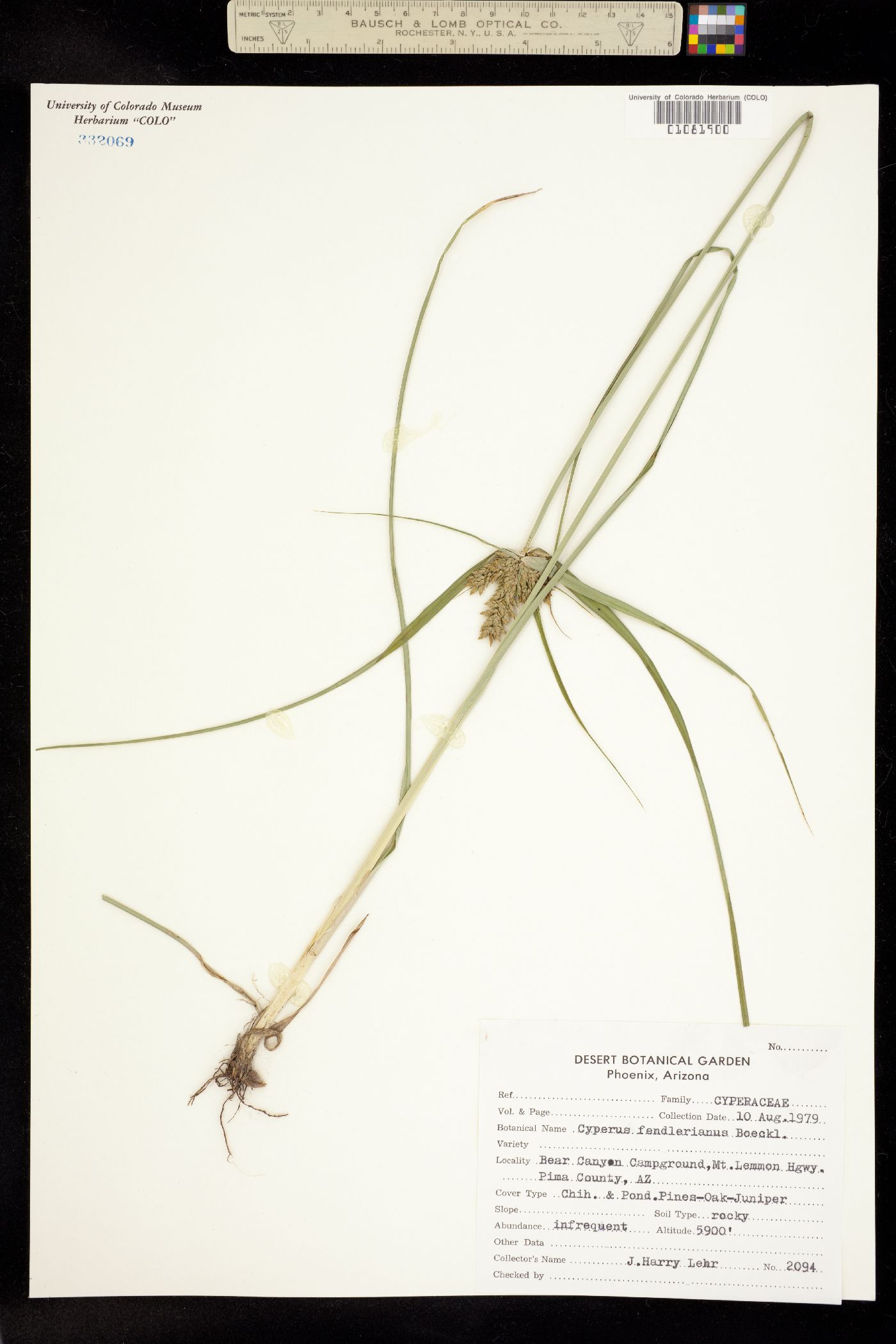 Cyperus fendlerianus image