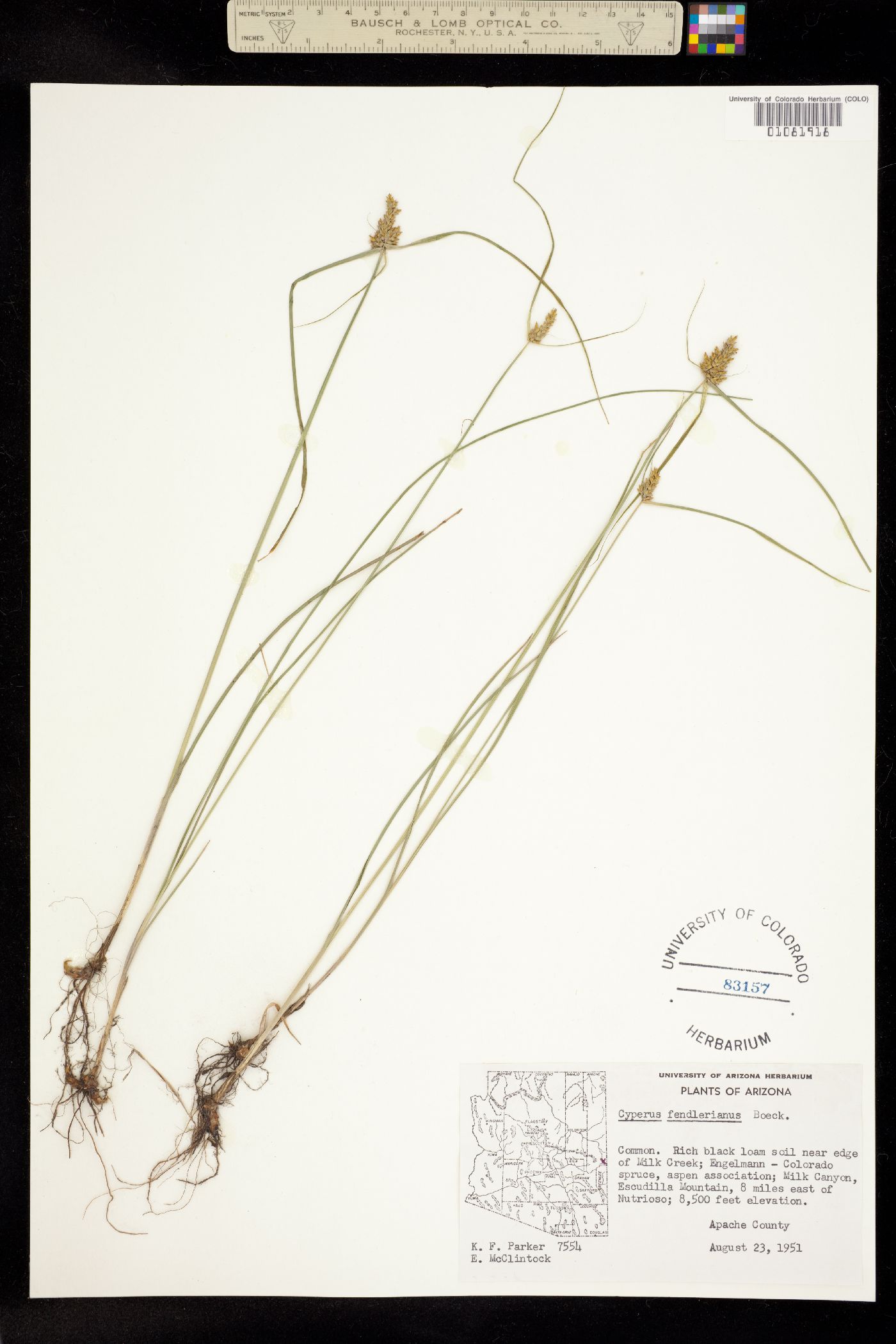 Cyperus fendlerianus image