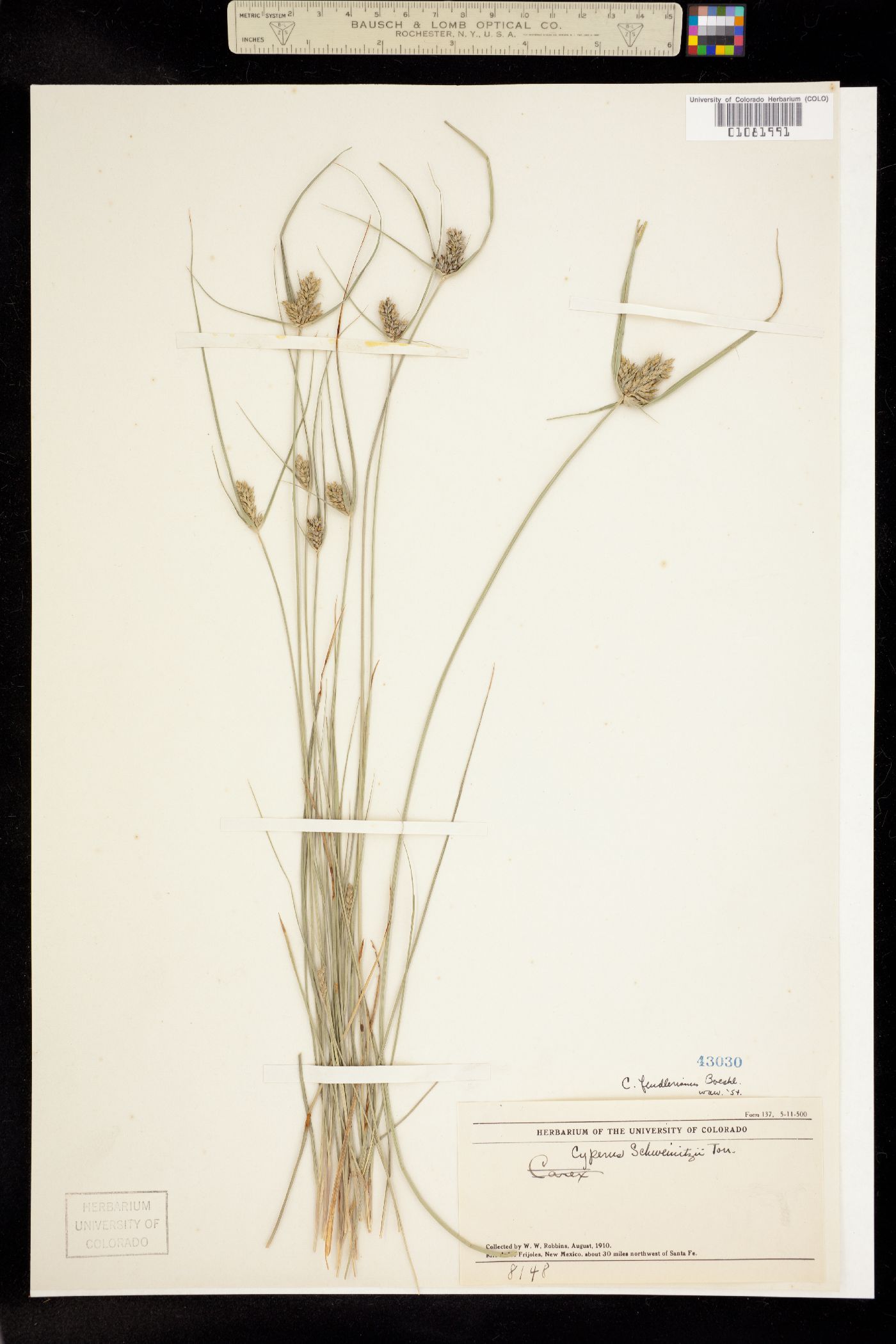 Cyperus fendlerianus image