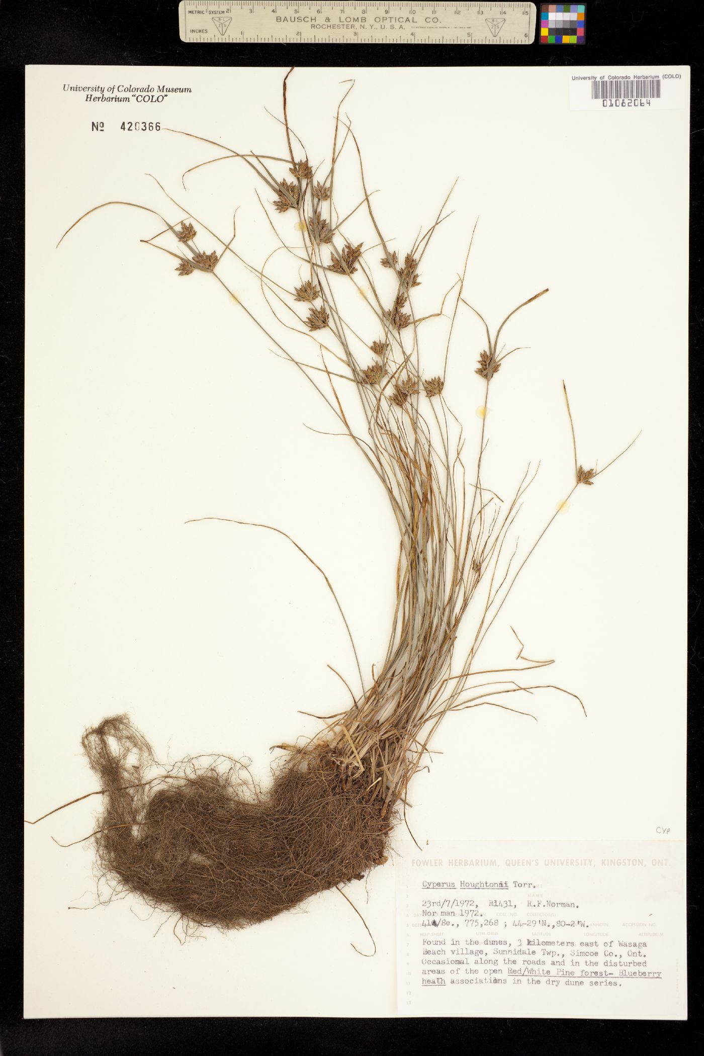 Cyperus filiculmis image