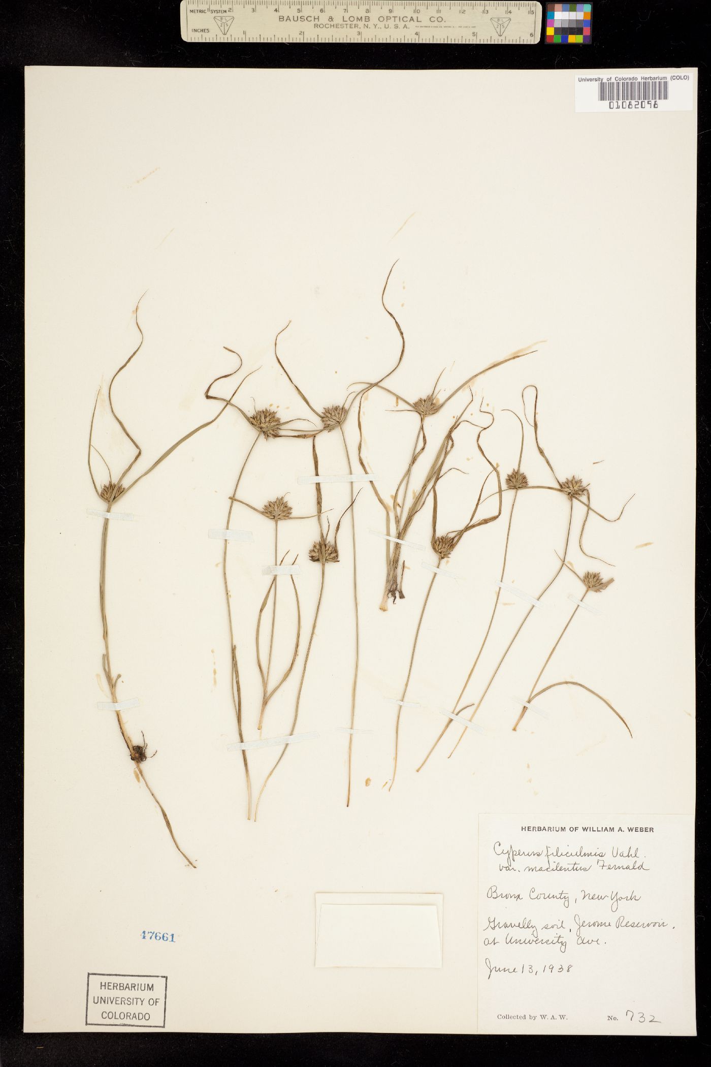 Cyperus image