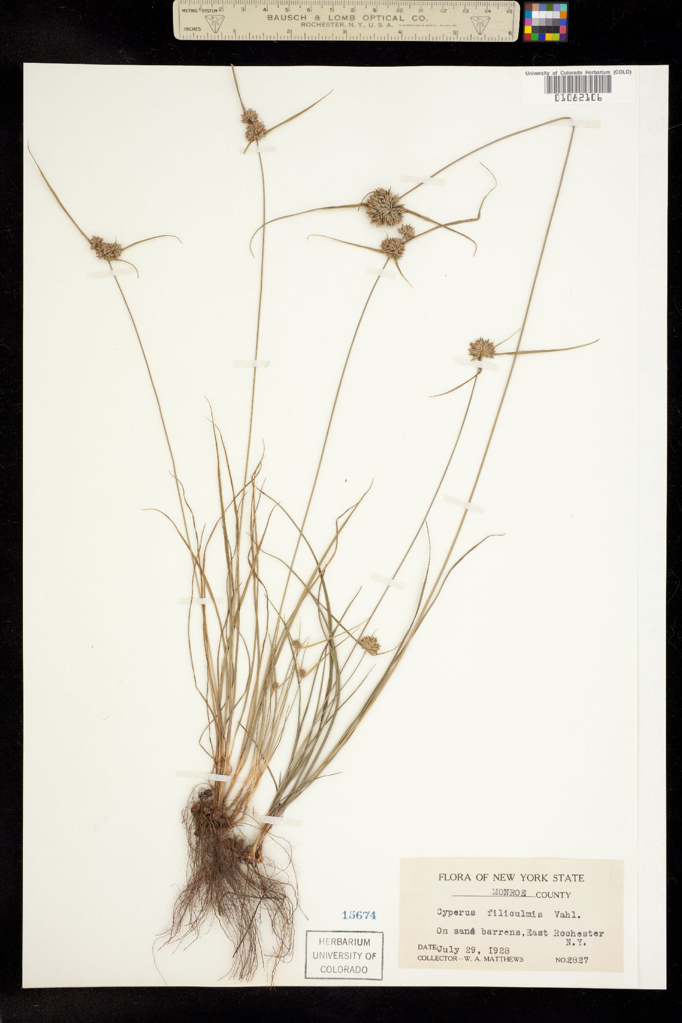 Cyperus filiculmis image