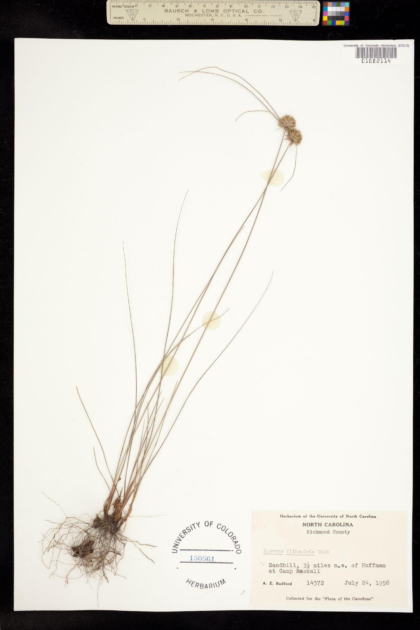 Cyperus filiculmis image