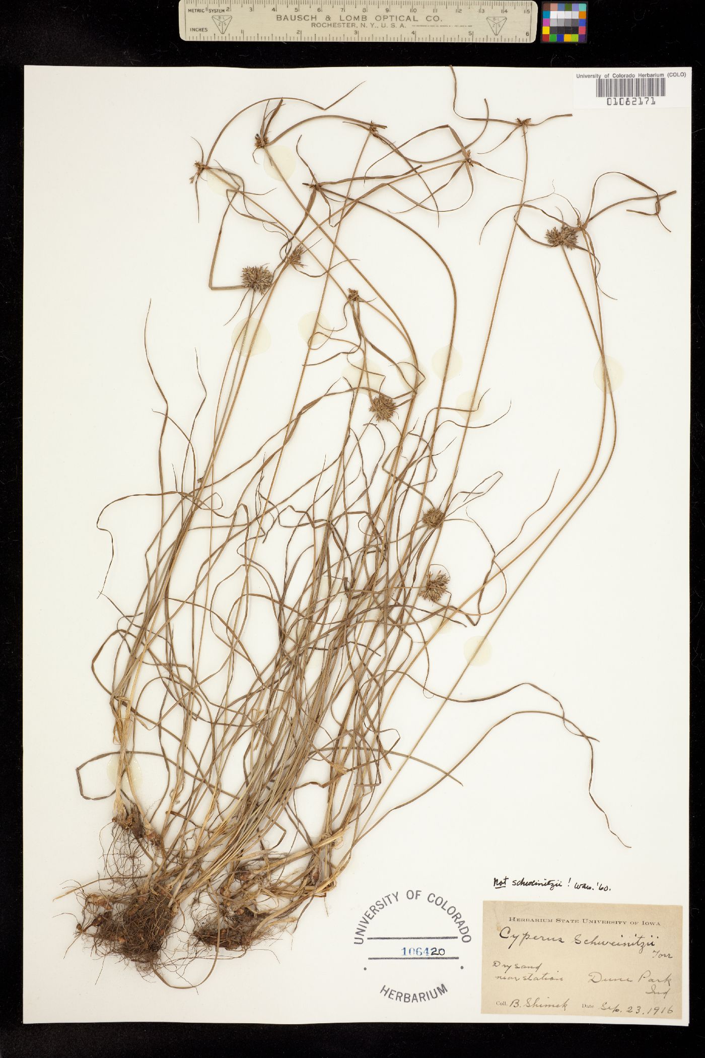 Cyperus filiculmis image