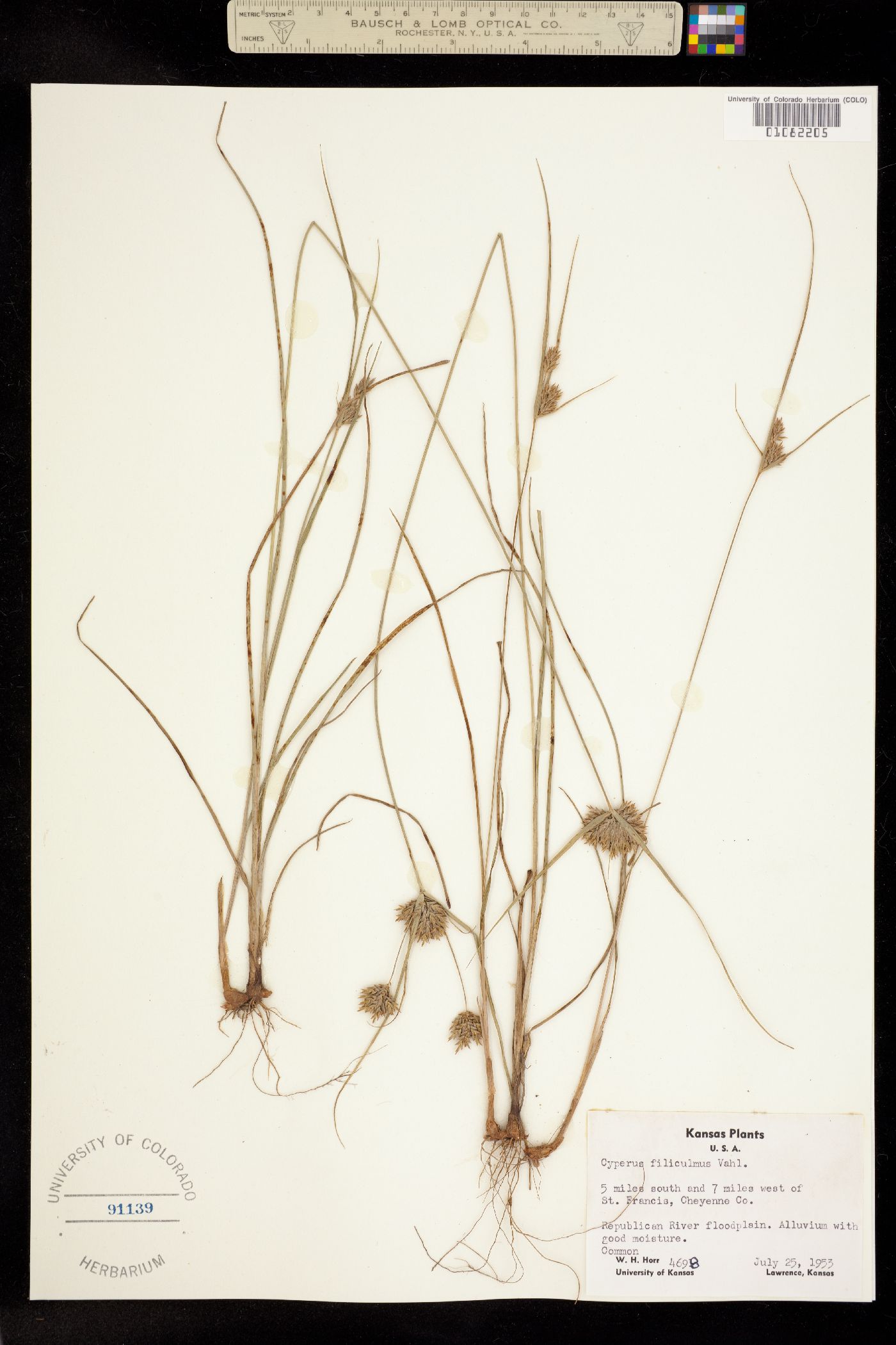 Cyperus filiculmis image