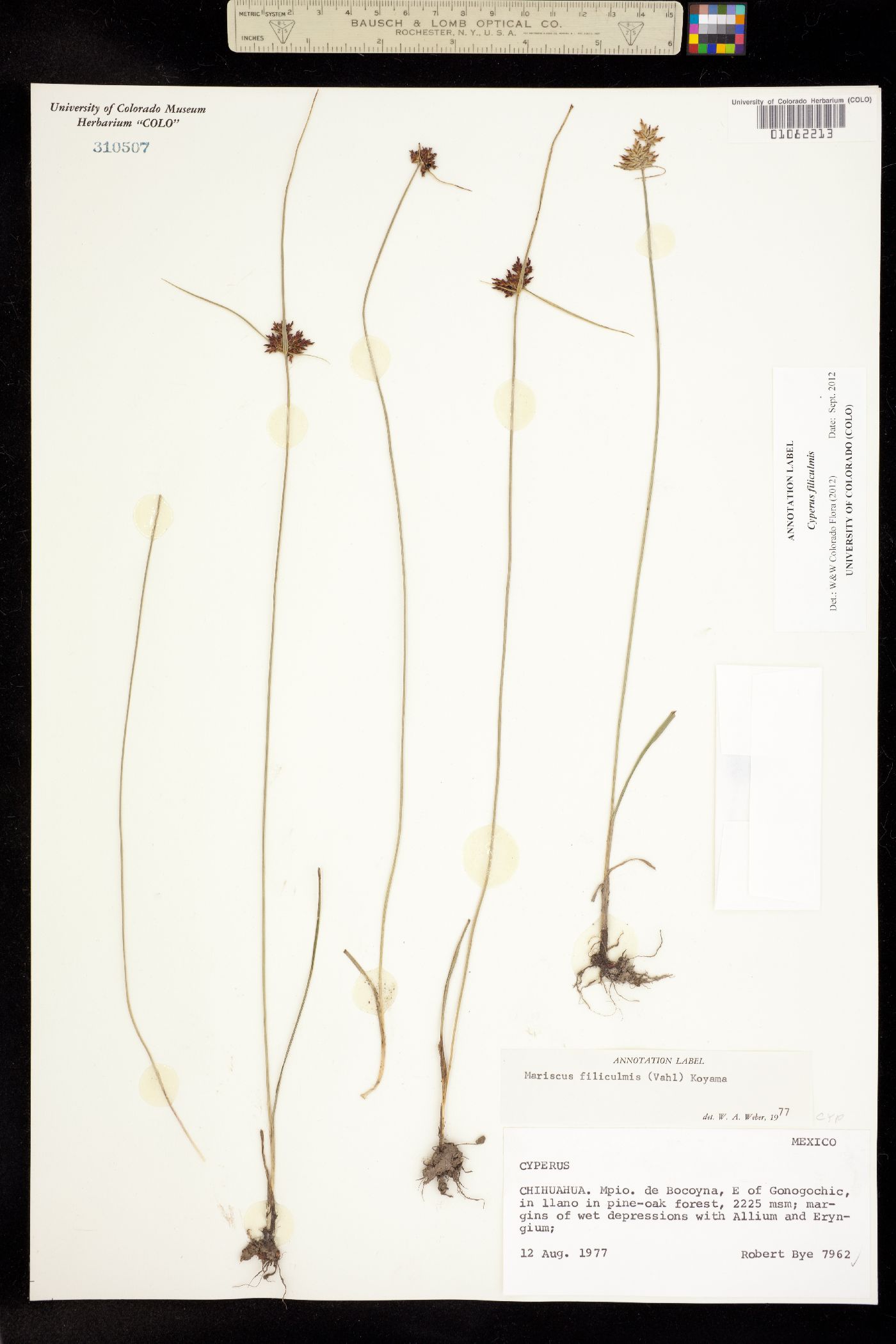 Cyperus filiculmis image