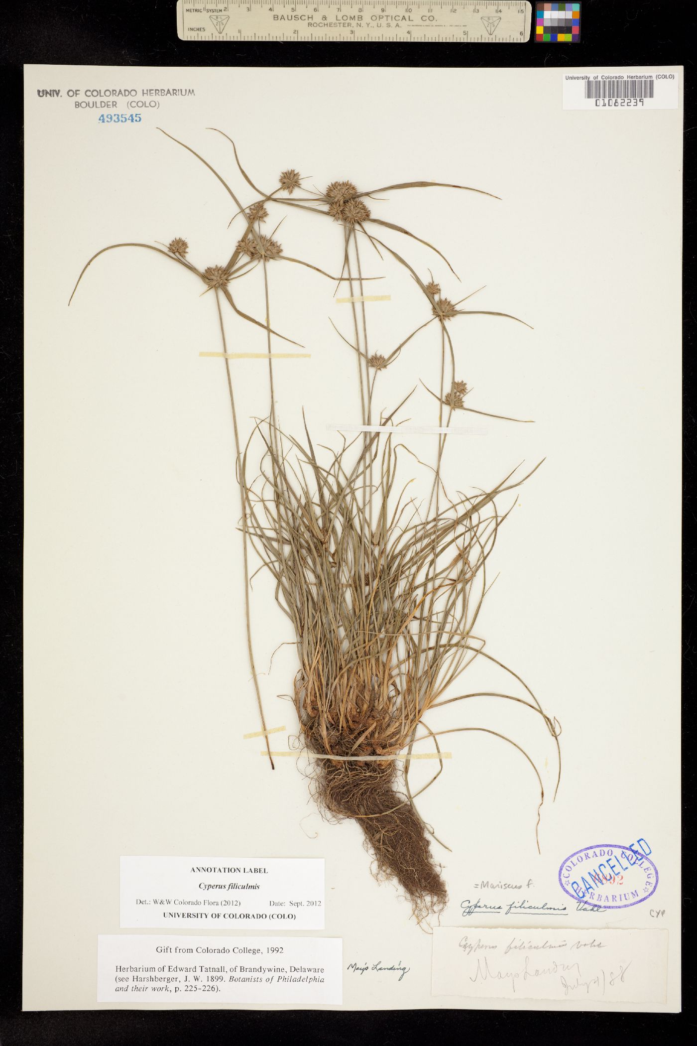 Cyperus filiculmis image