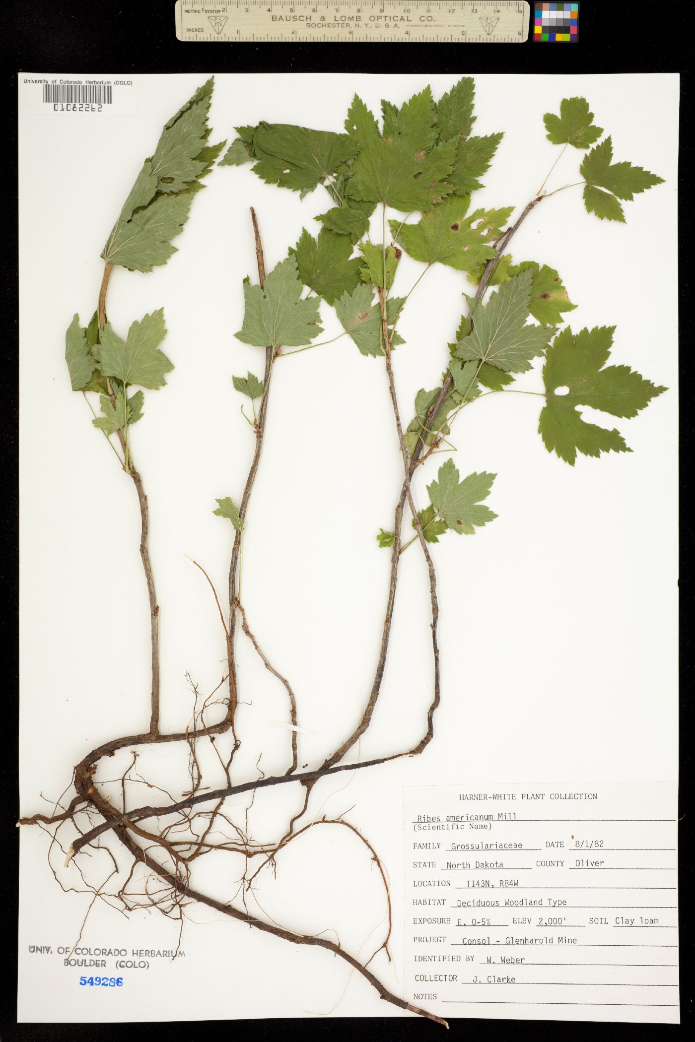 Ribes americanum image