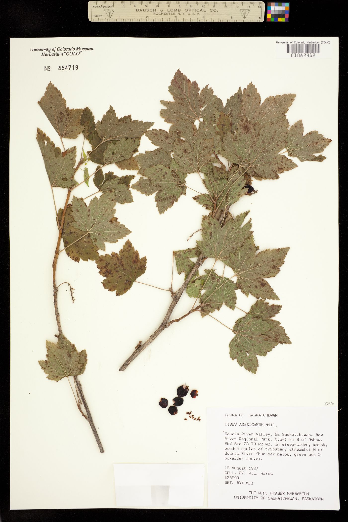 Ribes americanum image