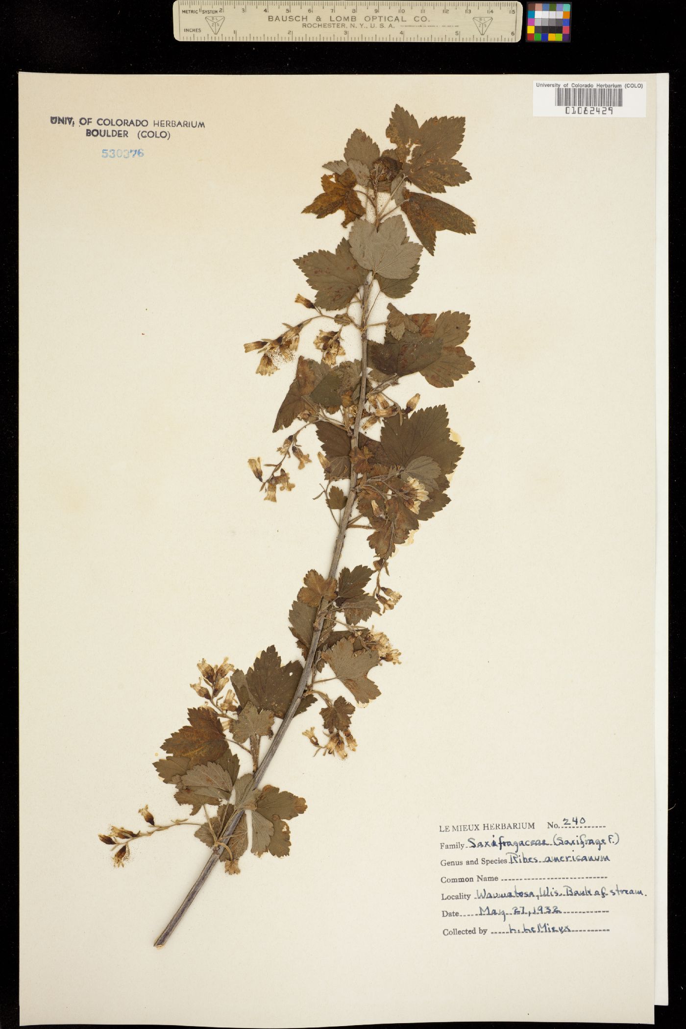 Ribes americanum image