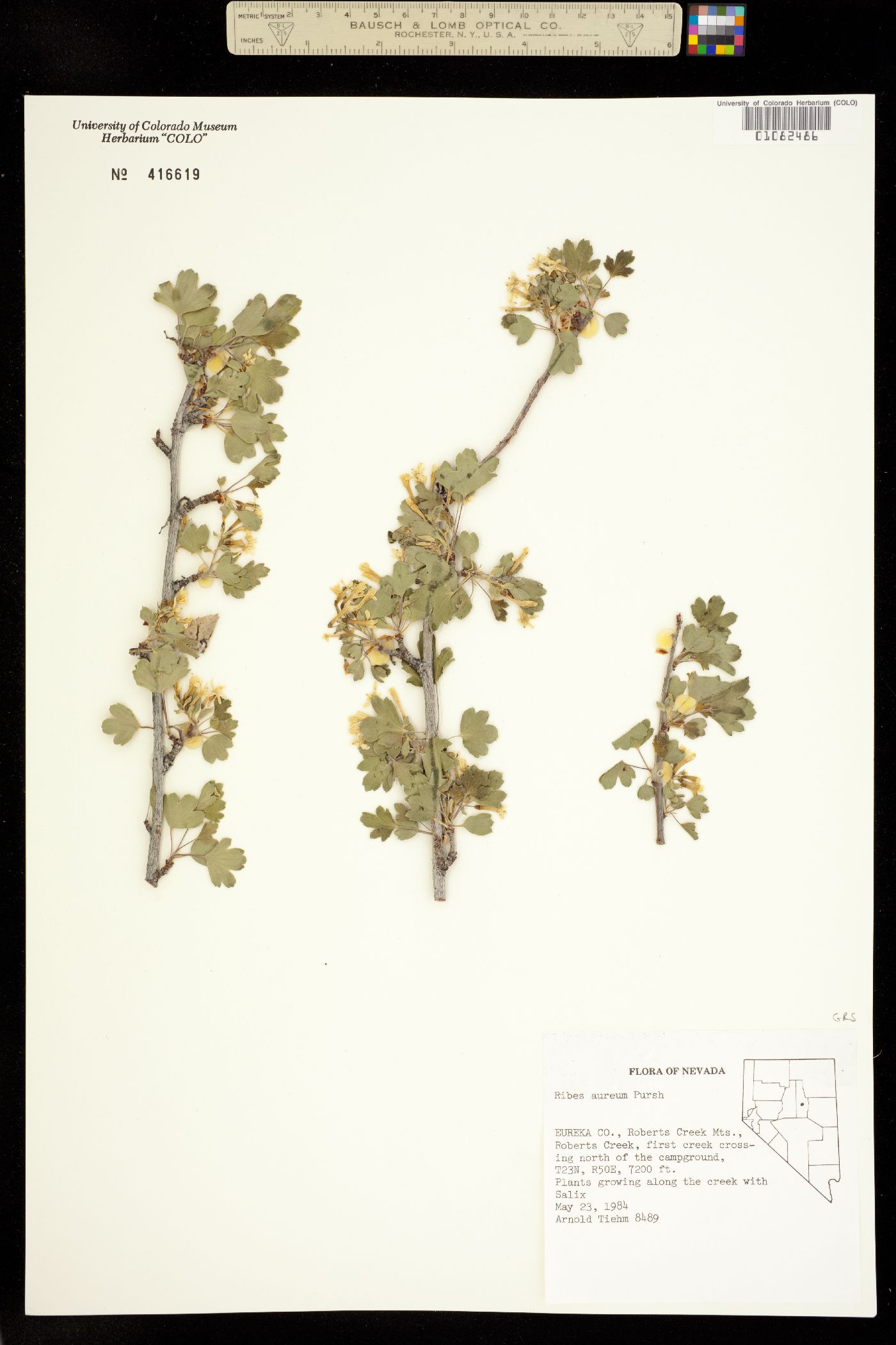 Ribes aureum image
