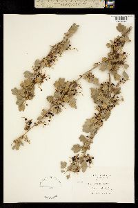 Image of Ribes aureum