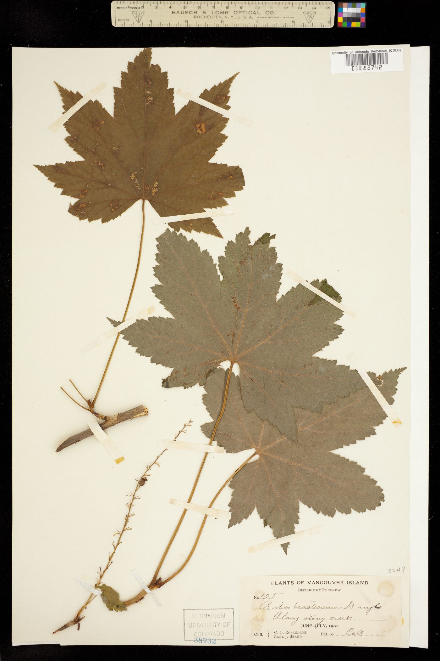 Ribes bracteosum image