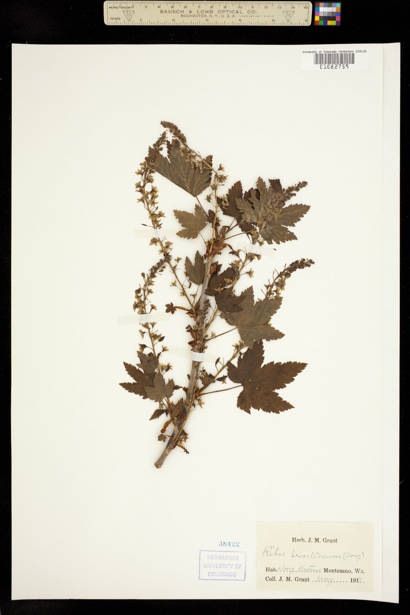 Ribes bracteosum image