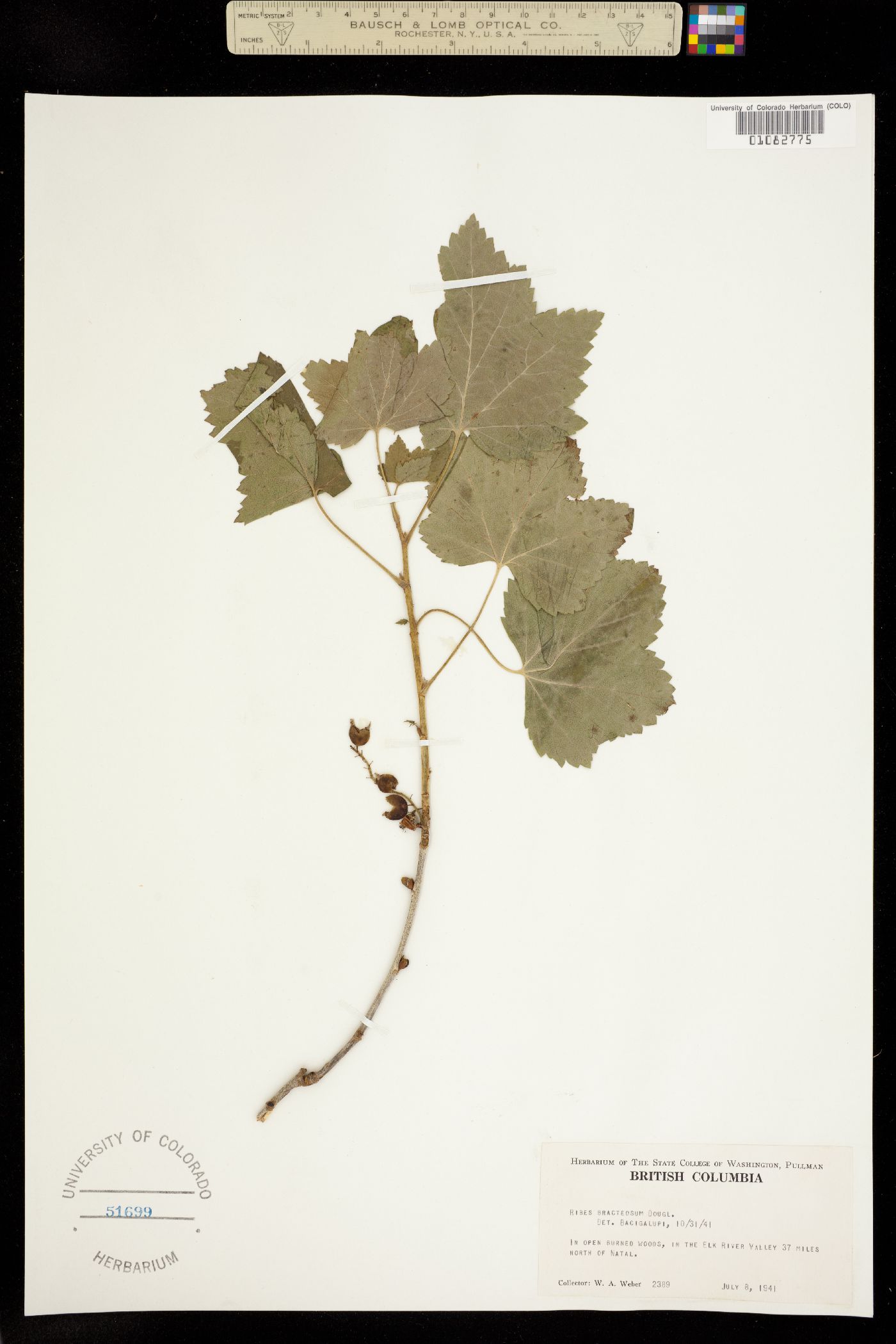 Ribes bracteosum image