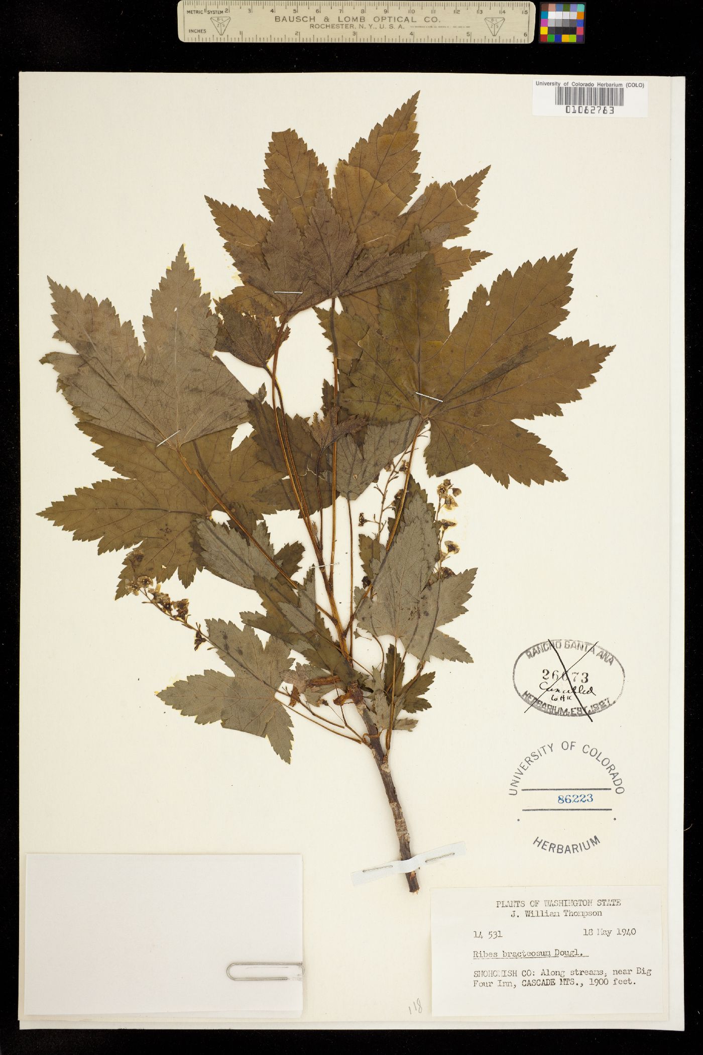 Ribes bracteosum image