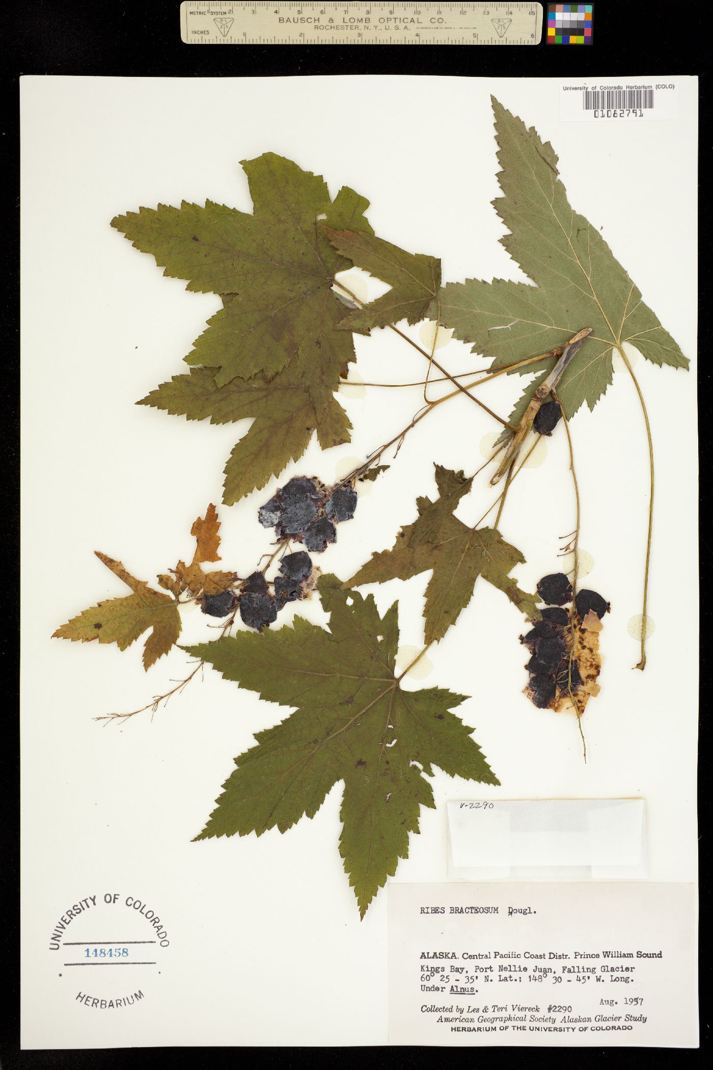 Ribes bracteosum image