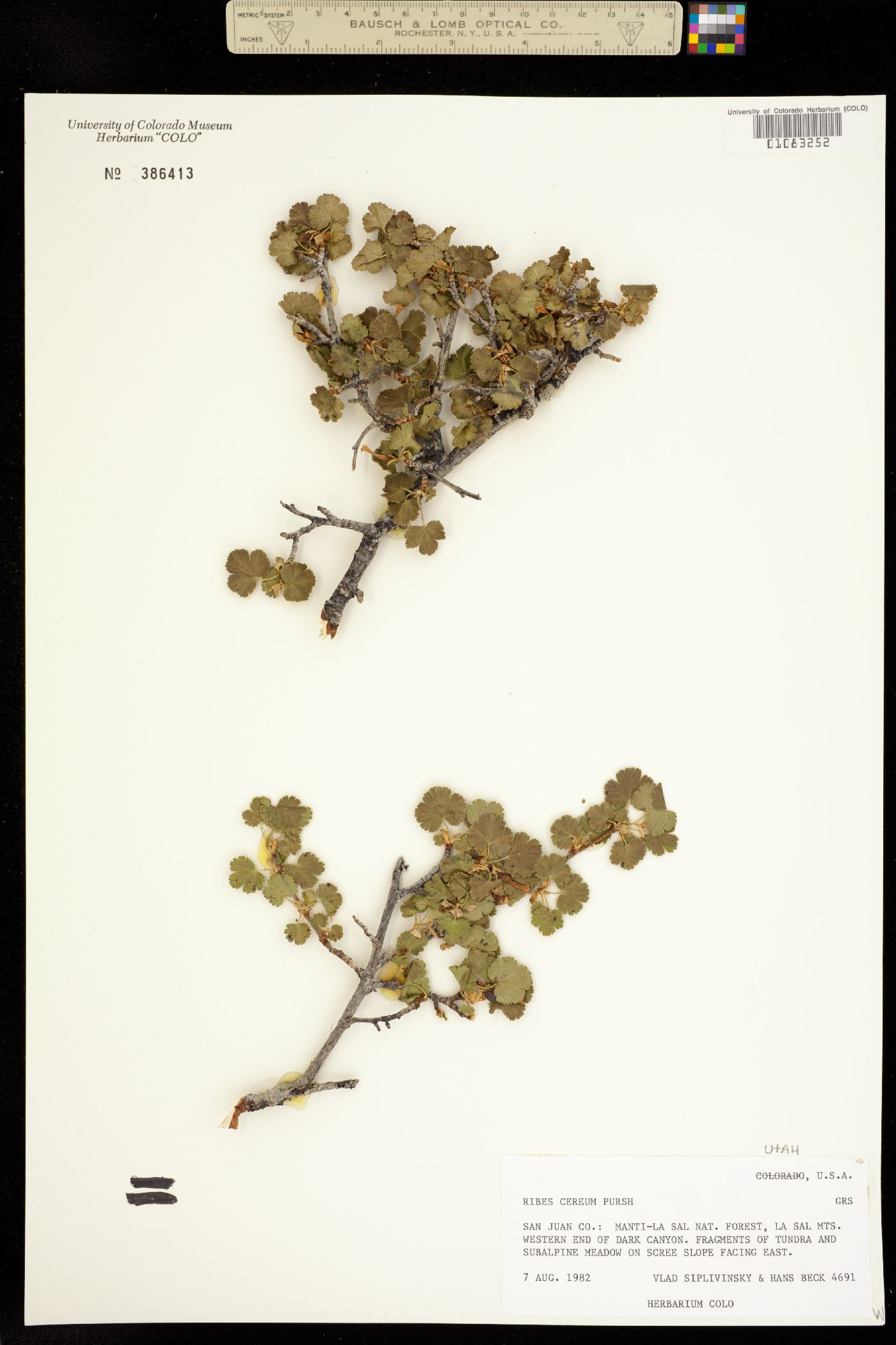 Grossulariaceae image