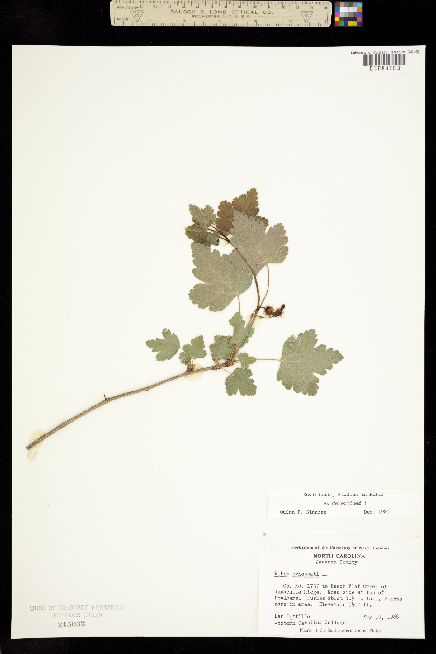 Ribes cynosbati image