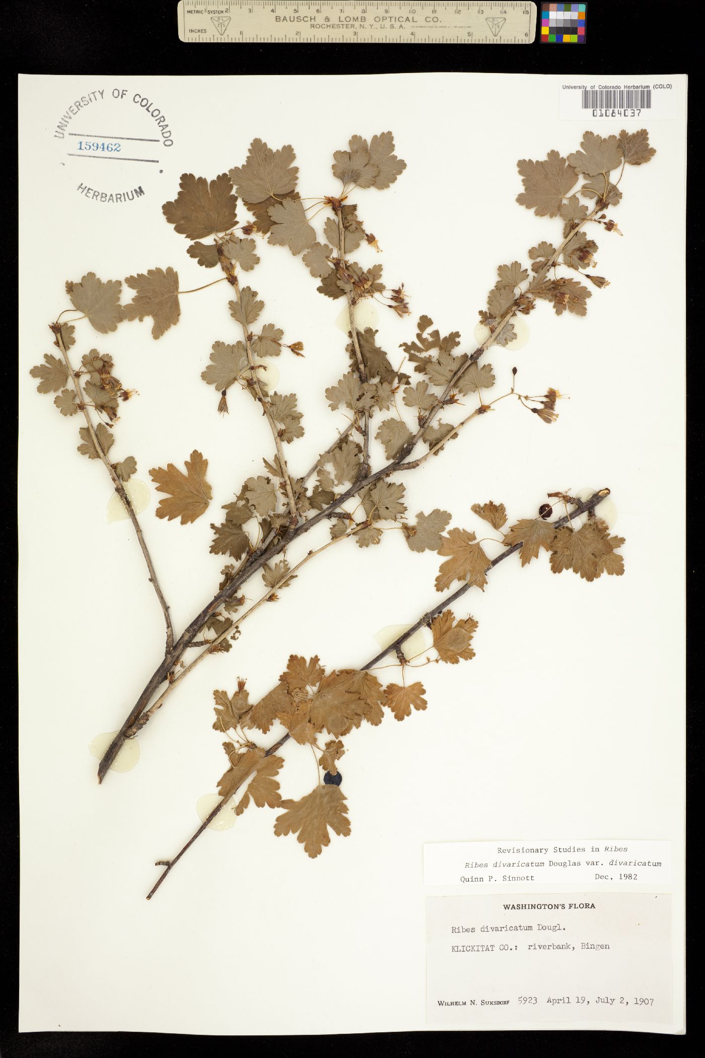 Ribes divaricatum image