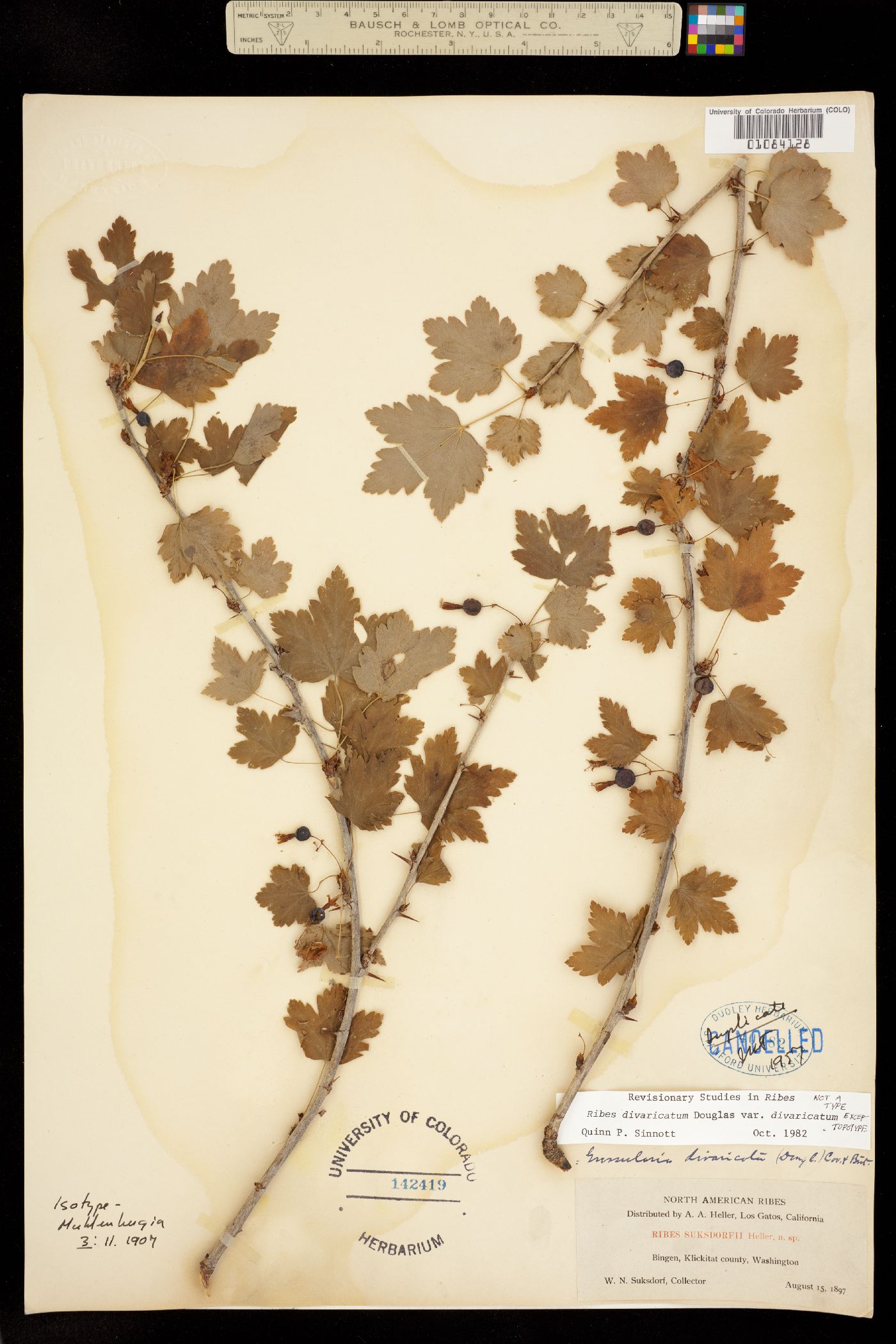 Ribes divaricatum image