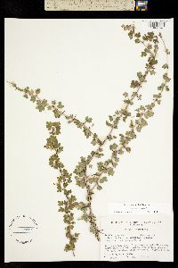 Image of Ribes echinellum