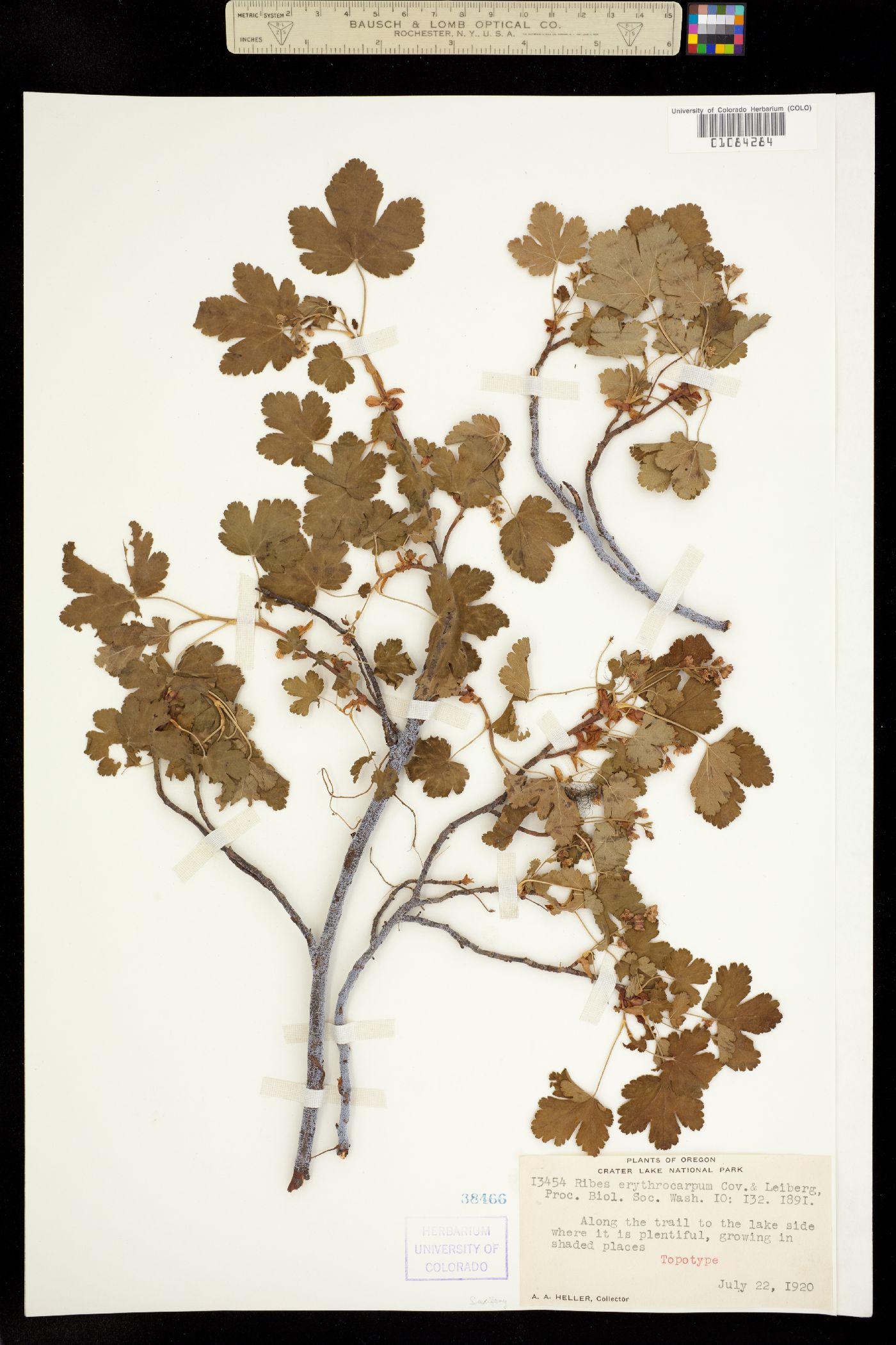 Ribes erythrocarpum image
