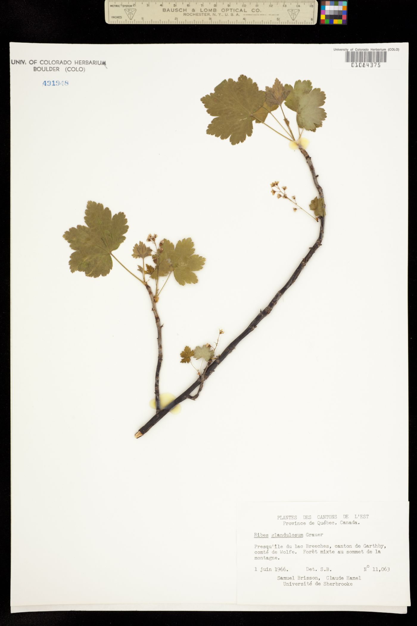 Ribes glandulosum image