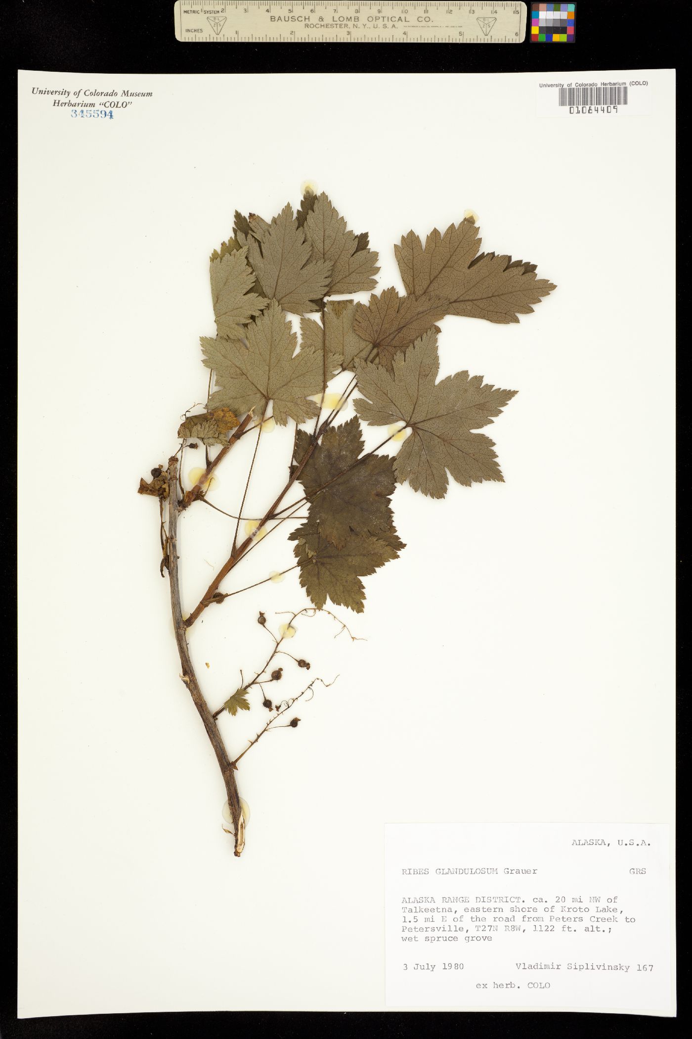 Ribes glandulosum image