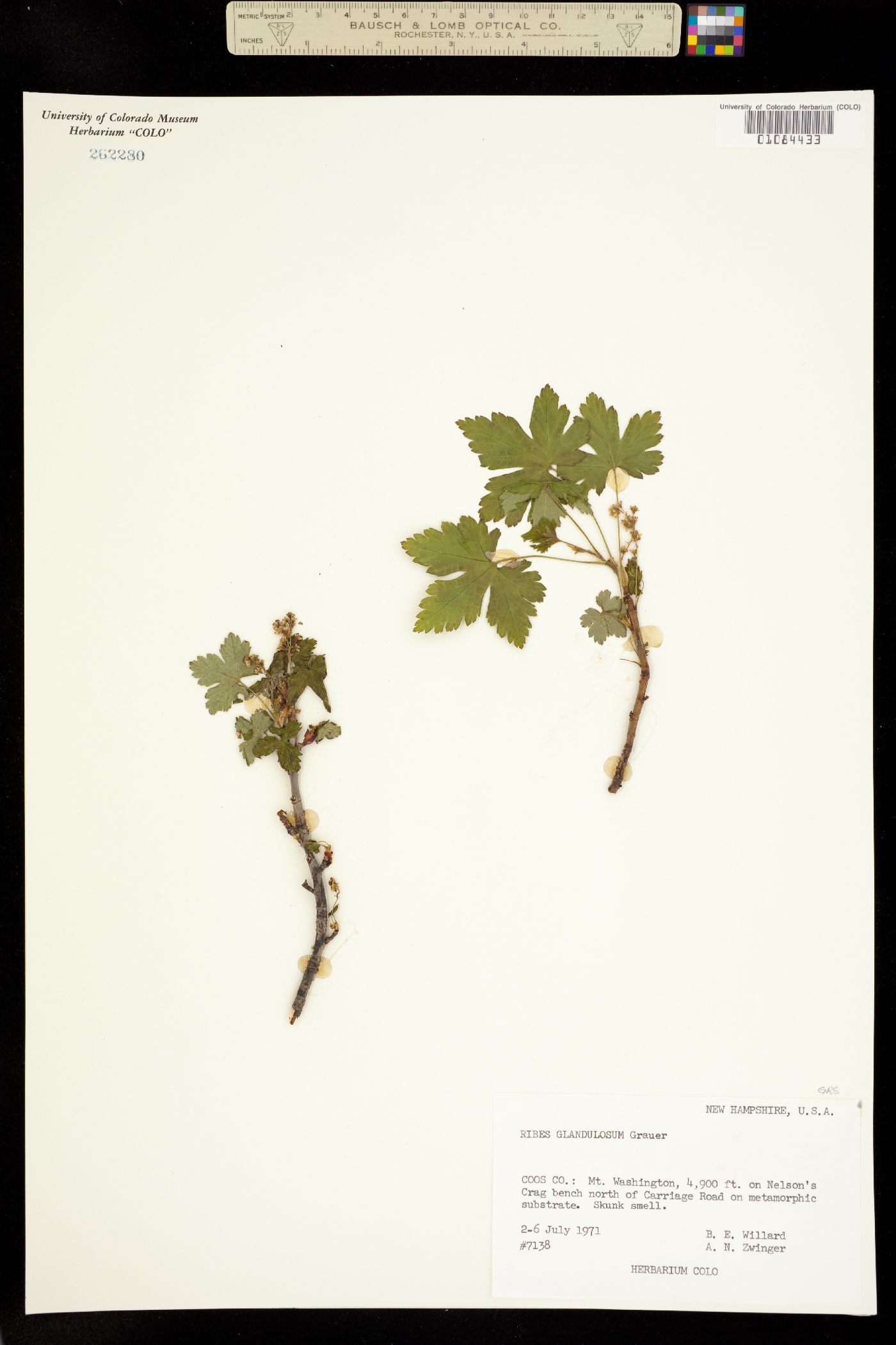 Ribes glandulosum image