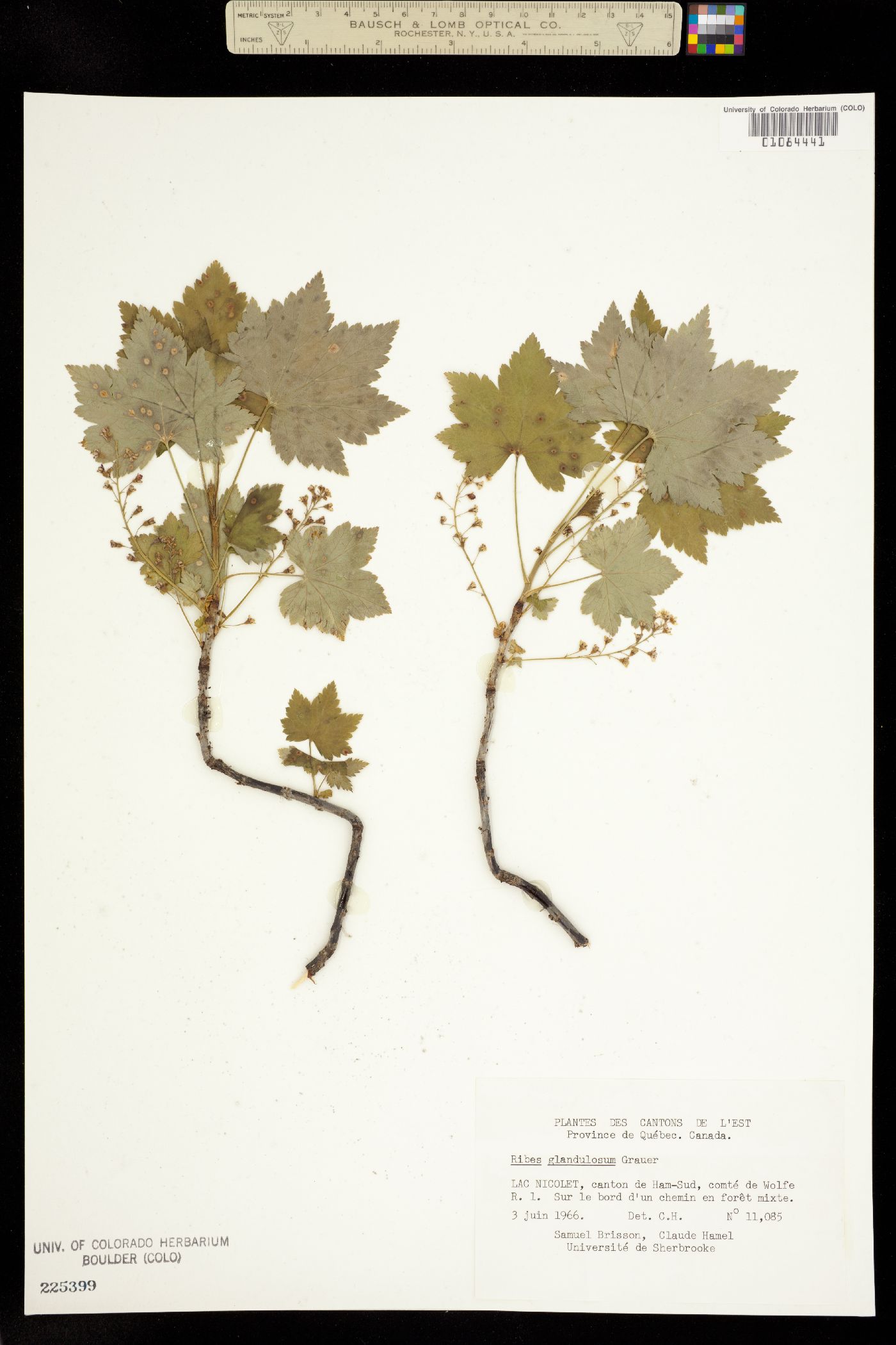 Ribes glandulosum image